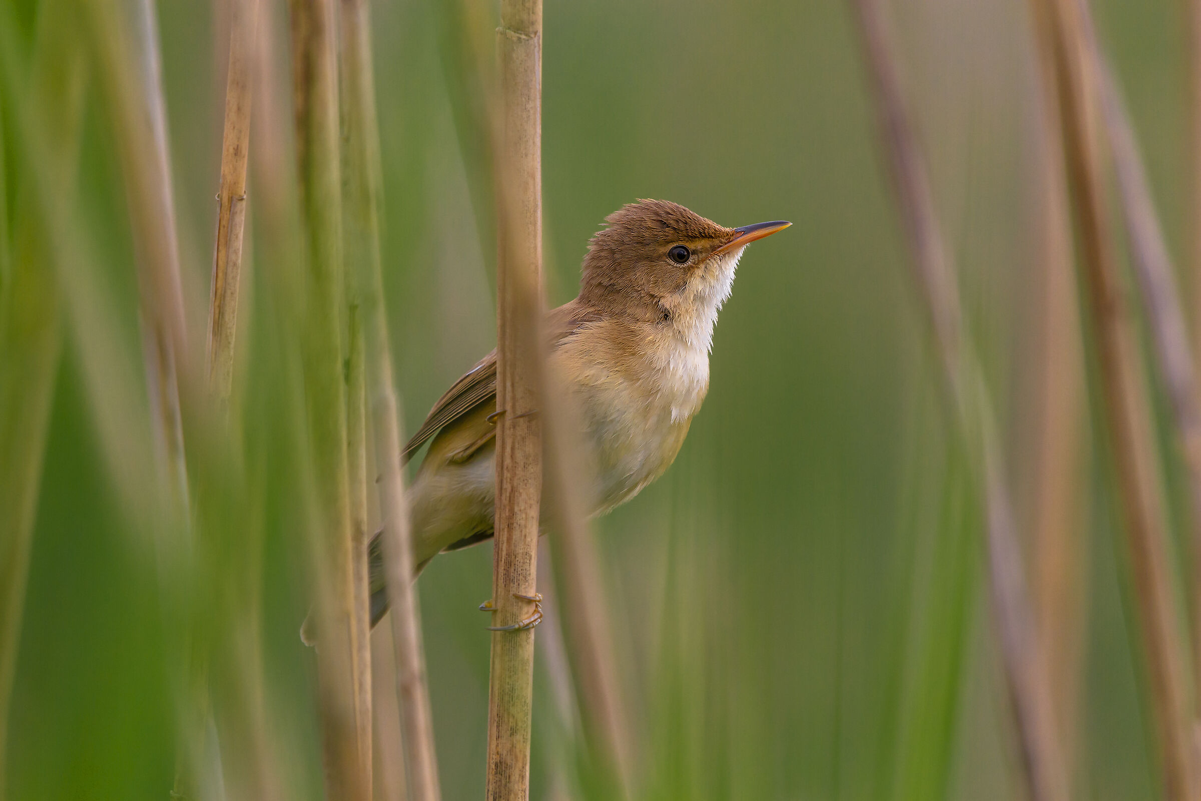 Great reed warbler