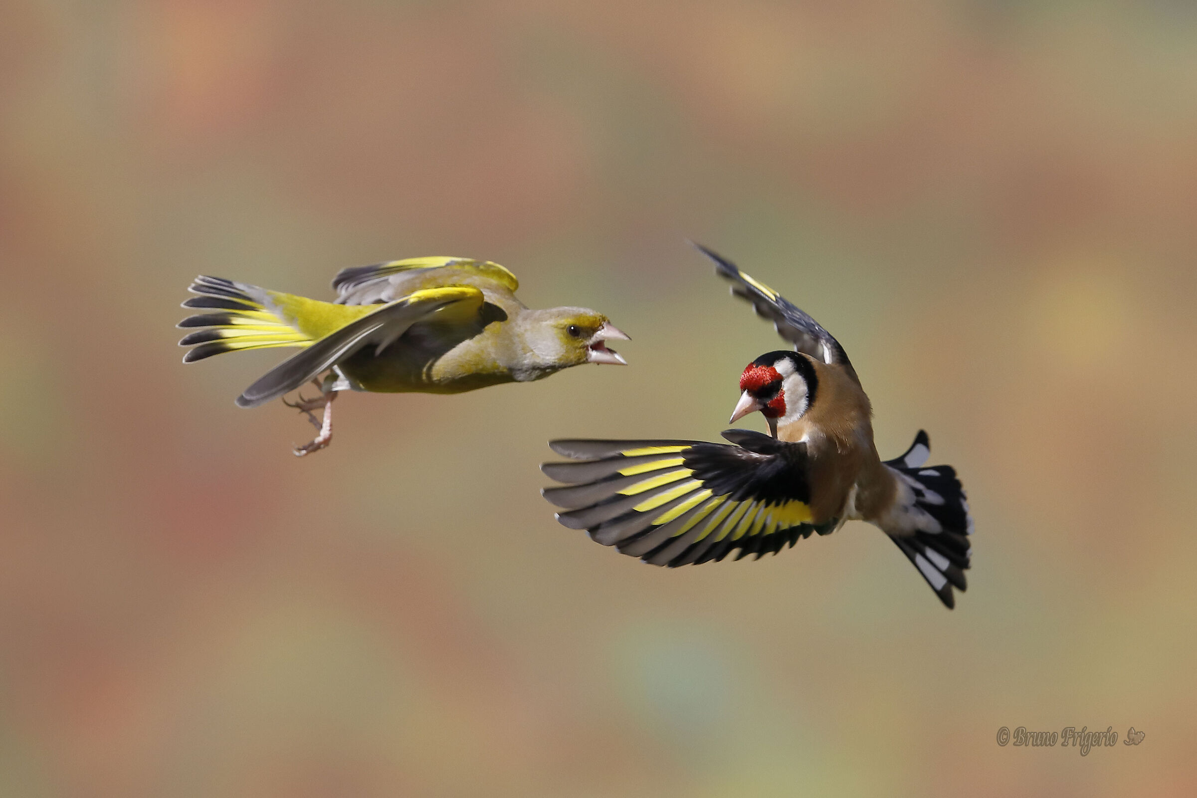 Quarrels in flight
