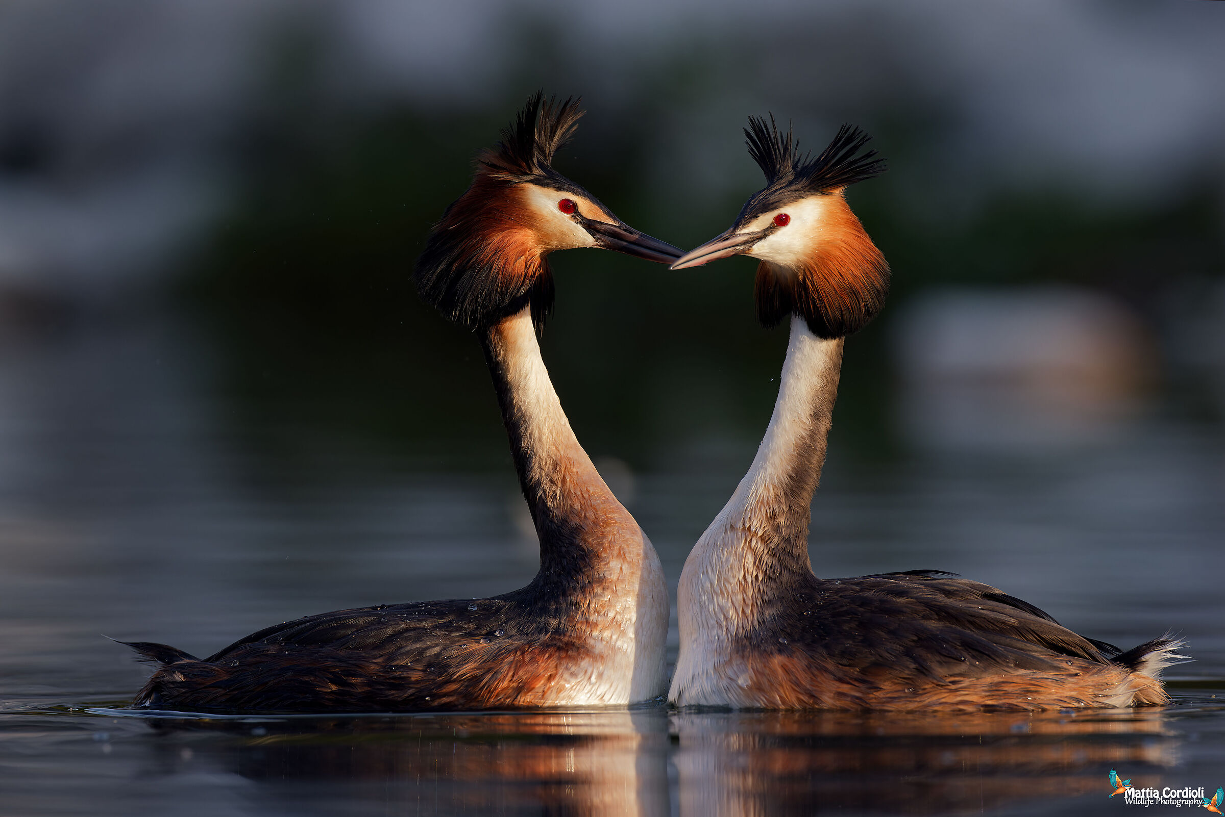 courtship at dawn...