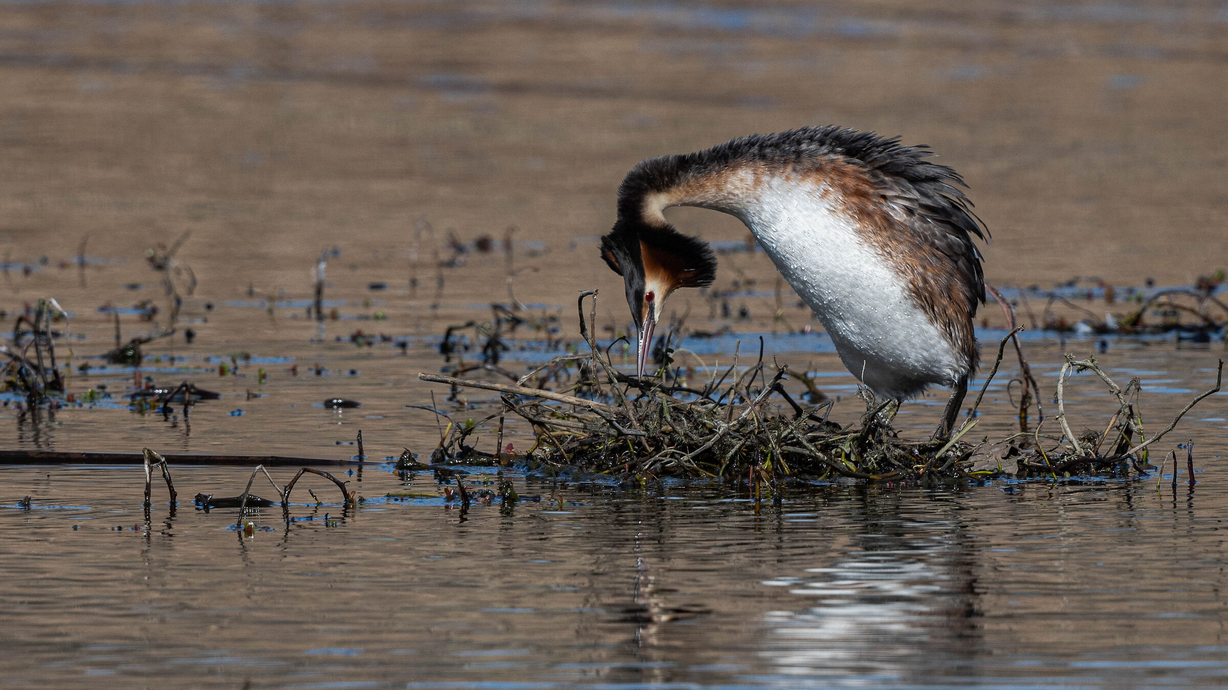 Pronto x depositare le uova Svasso maggiore !!