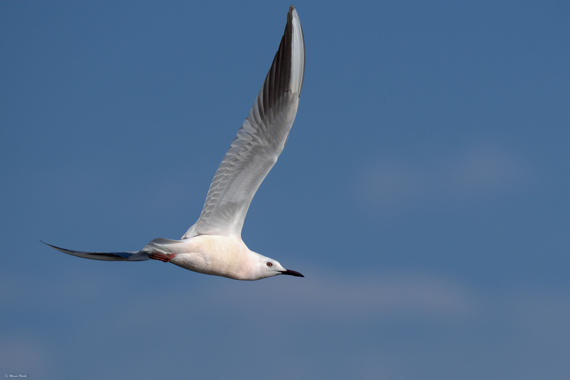 Rose-gull (Chroicocephalus genei)