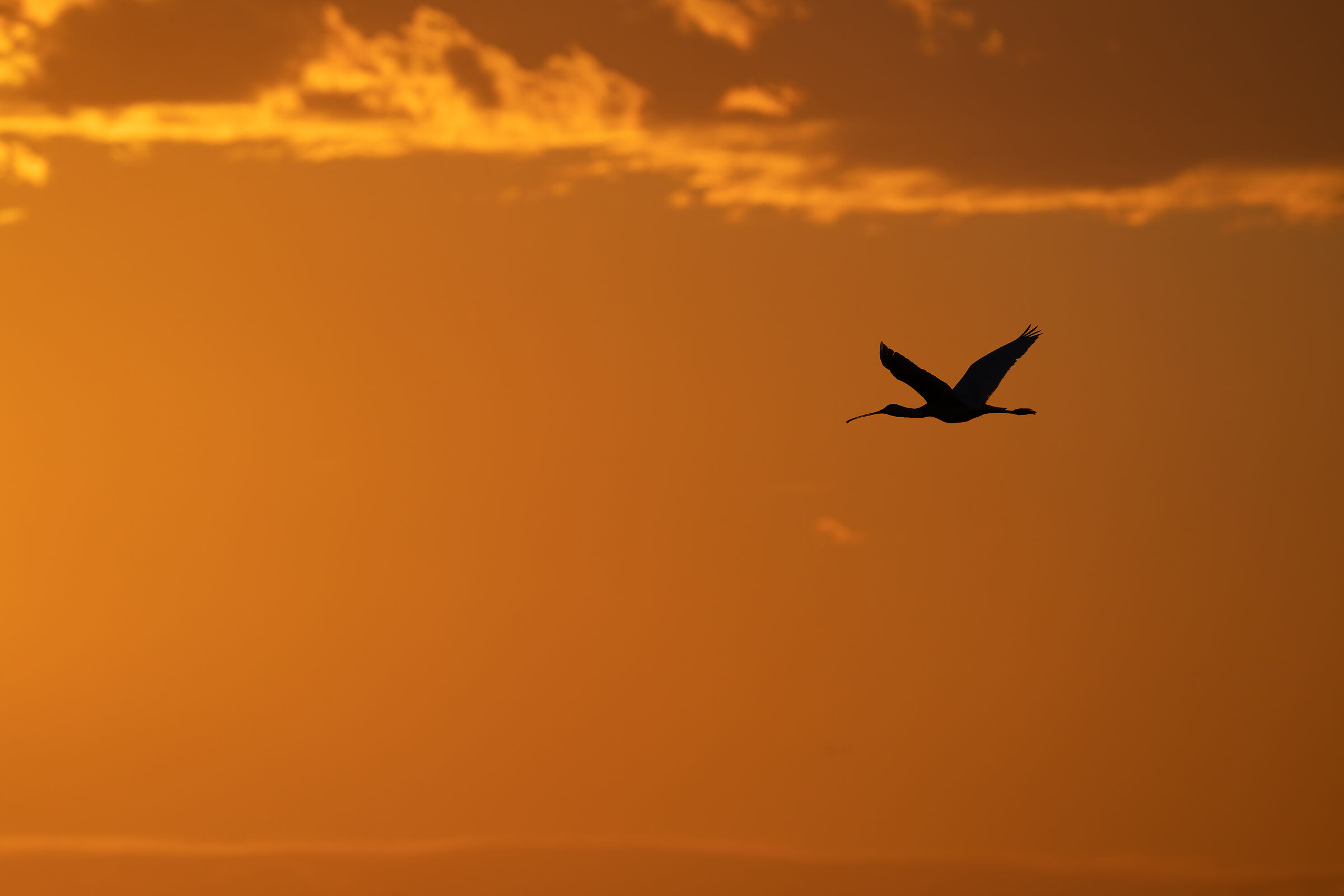 Spatola Valli di Comacchio