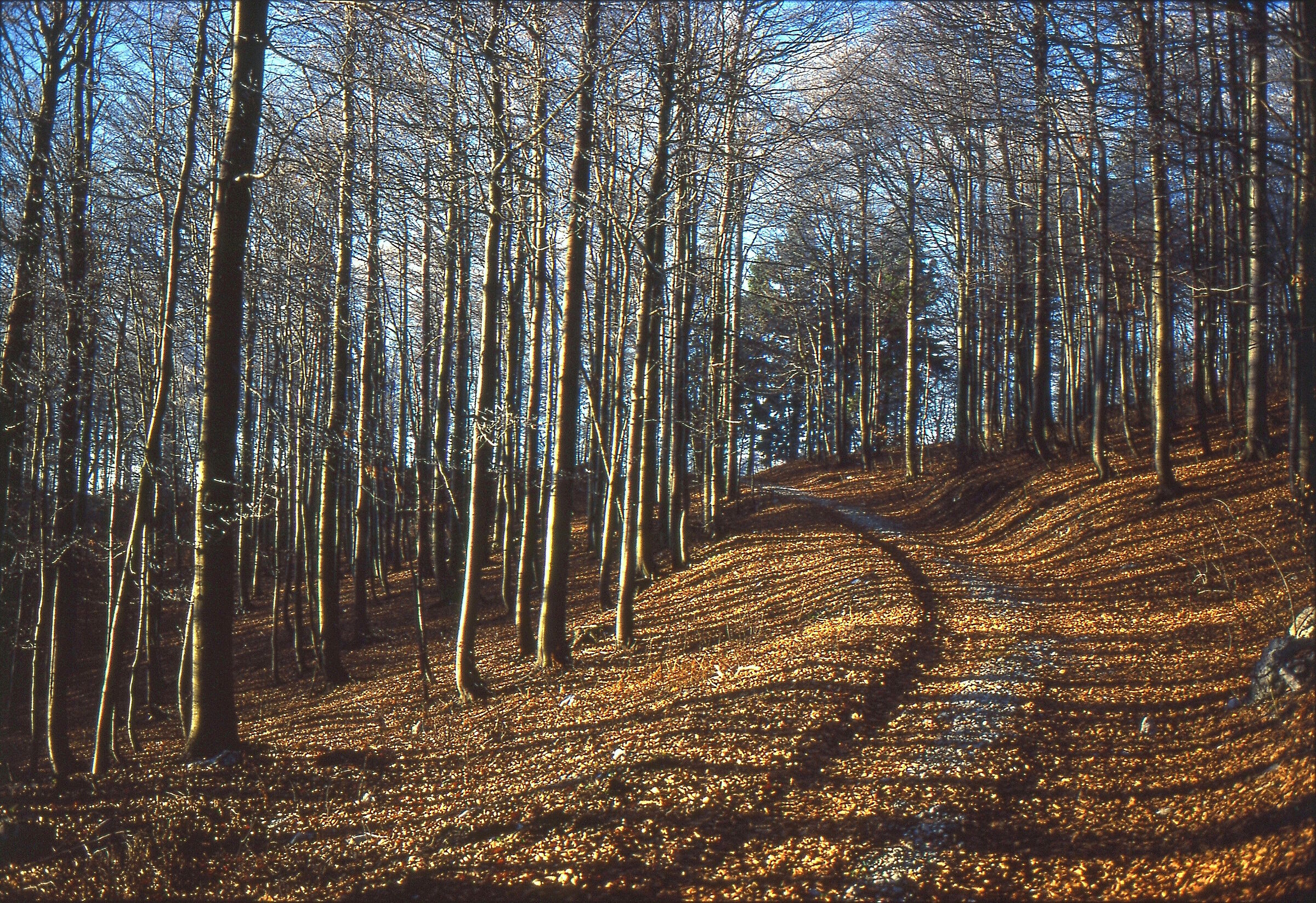Selva di Piro (Hrusica)