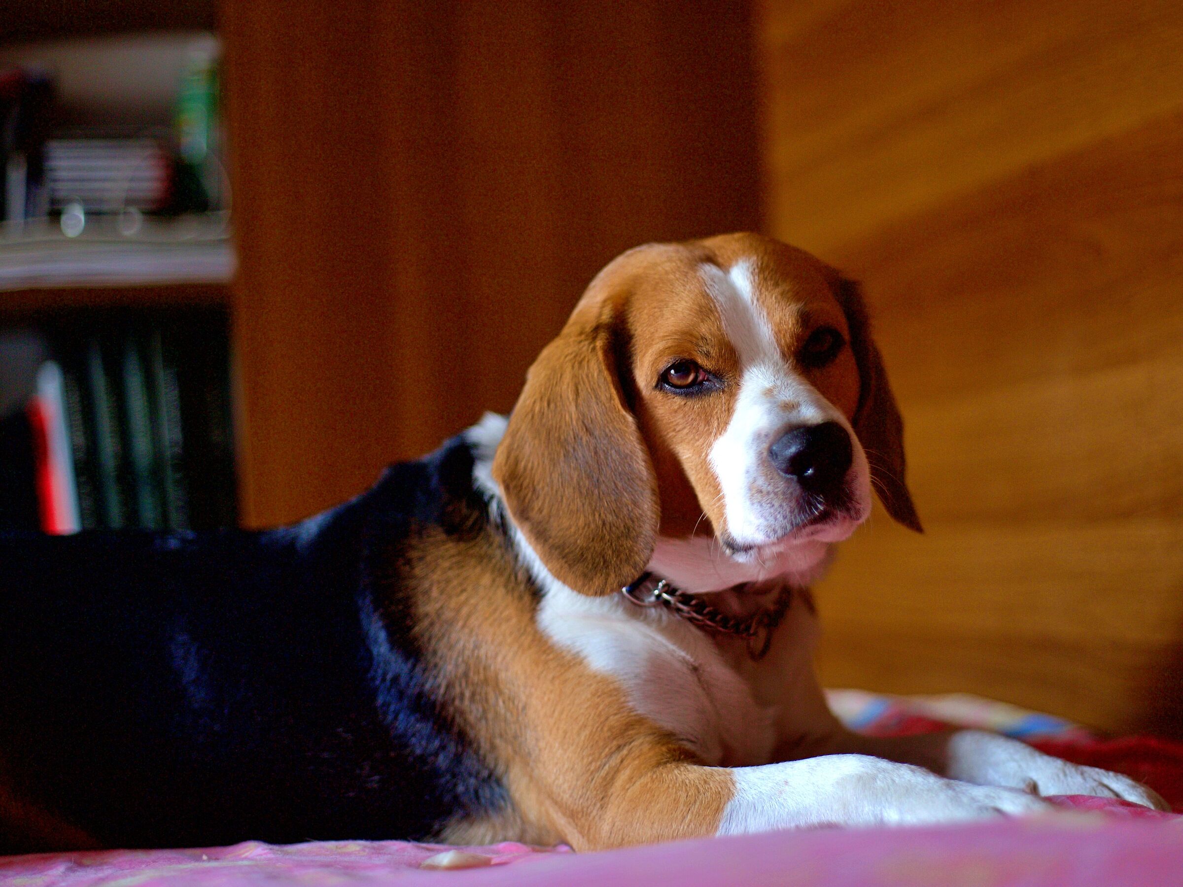 My beagle tobia