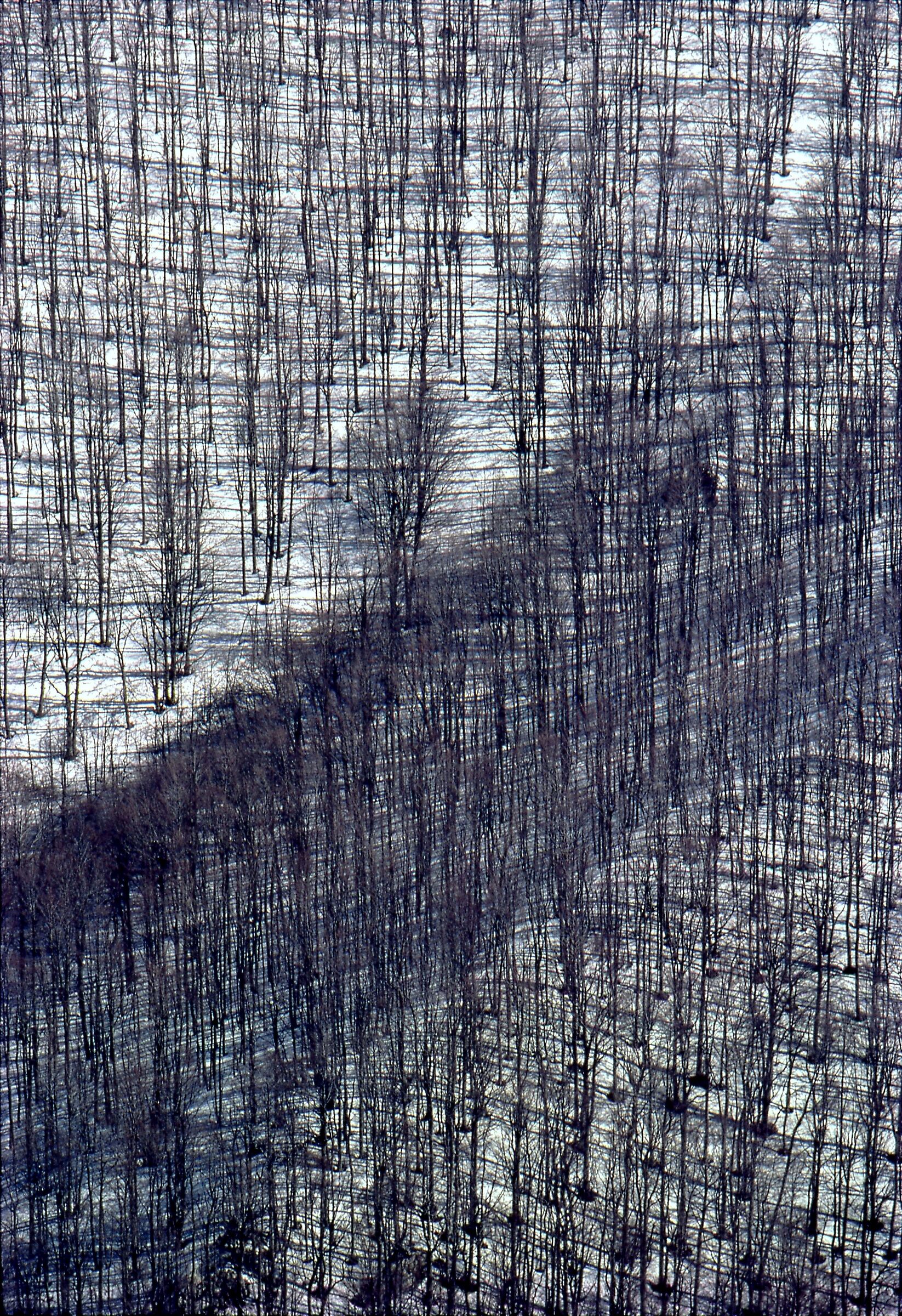 Foresta del Cansiglio