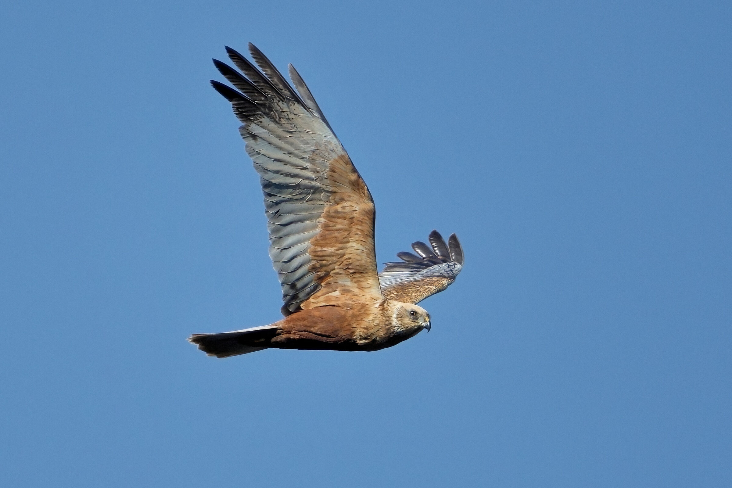 Marsh harrier (Circus aeruginosus)
