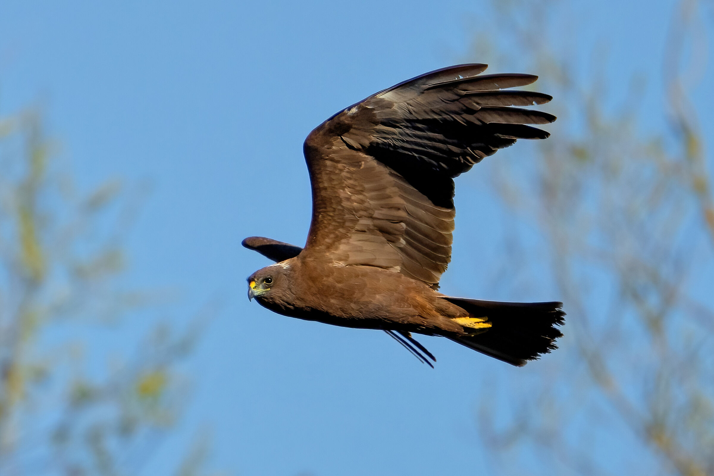 Marsh harrier (Circus aeruginosus)