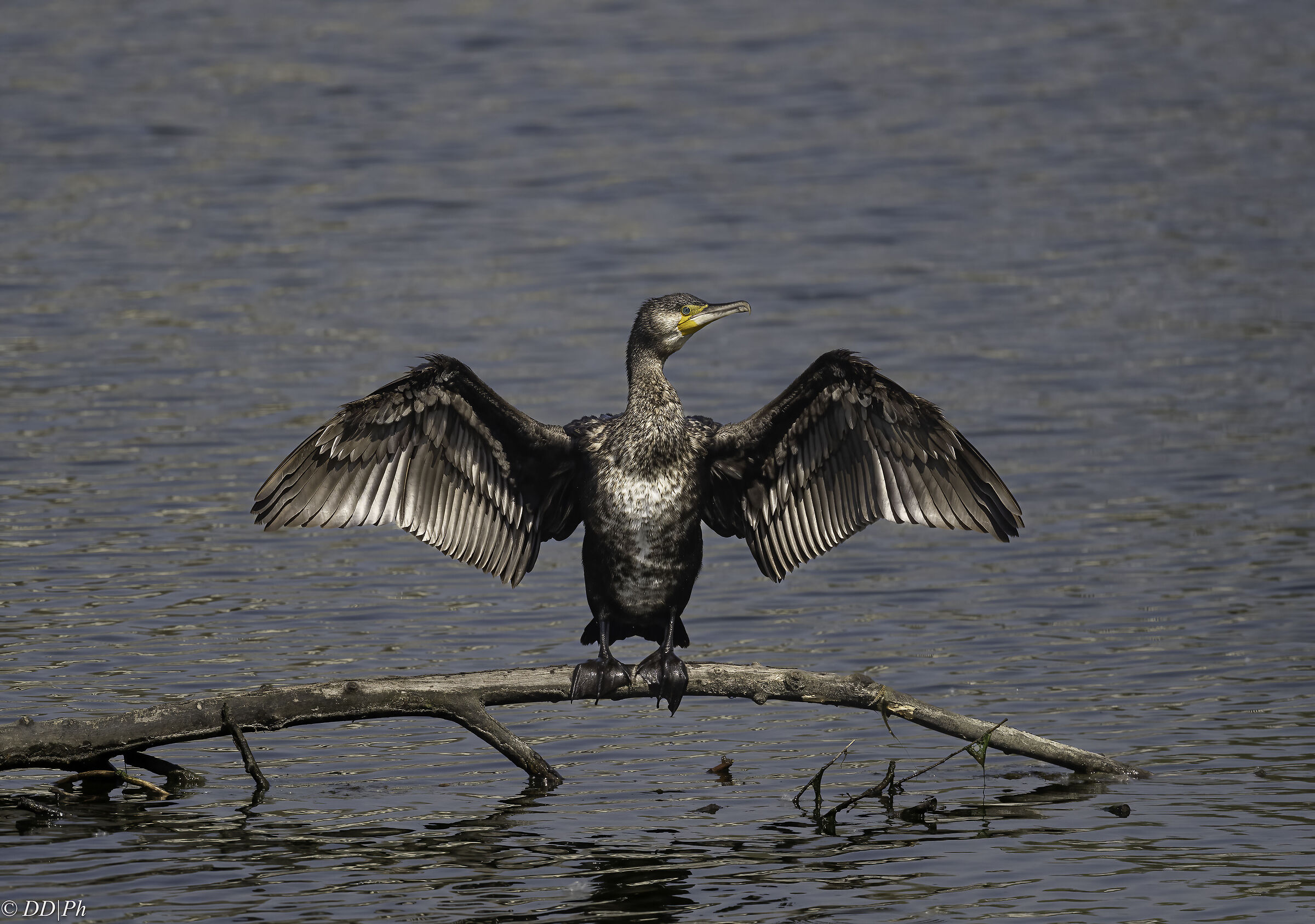 Cormorant