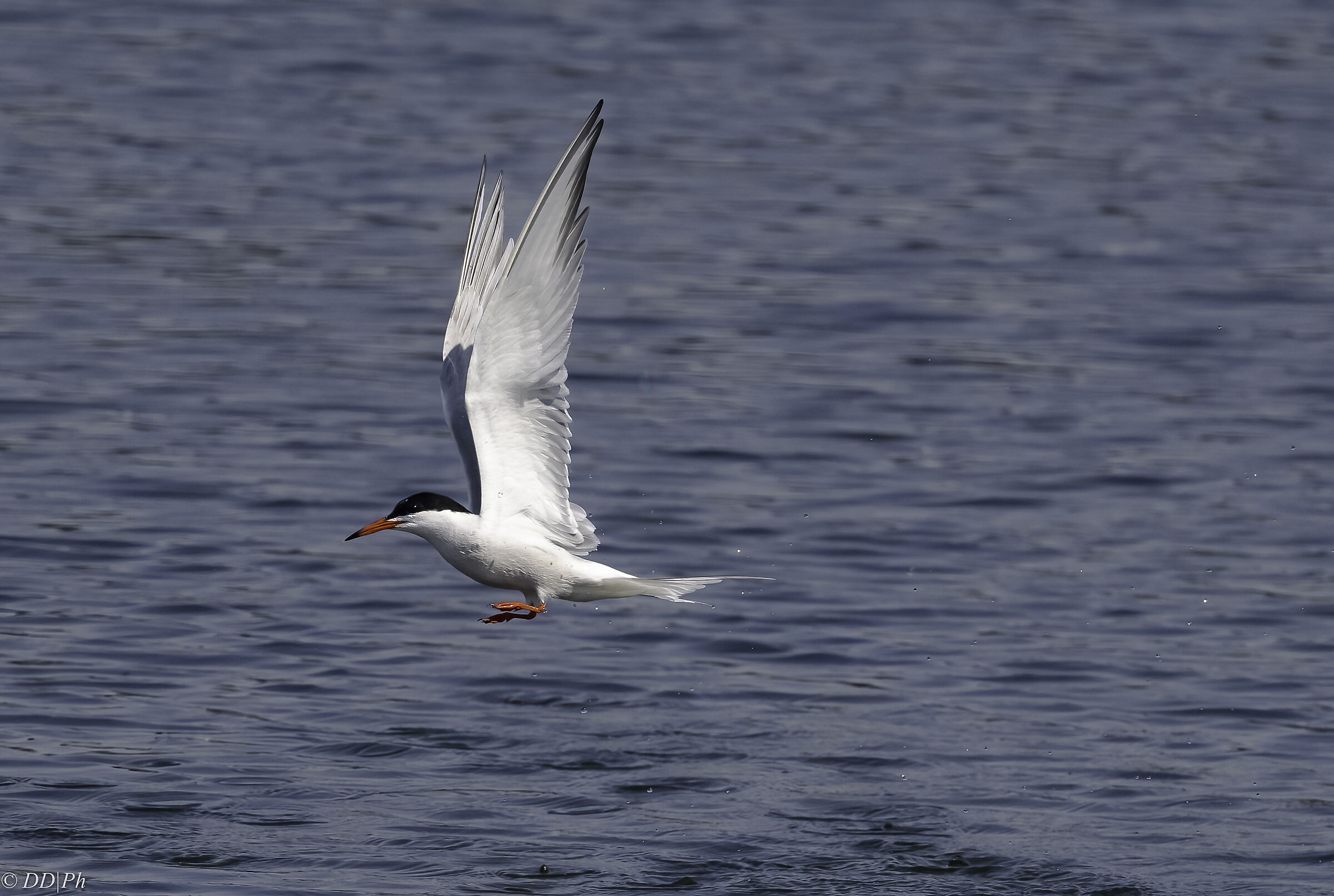 Tern
