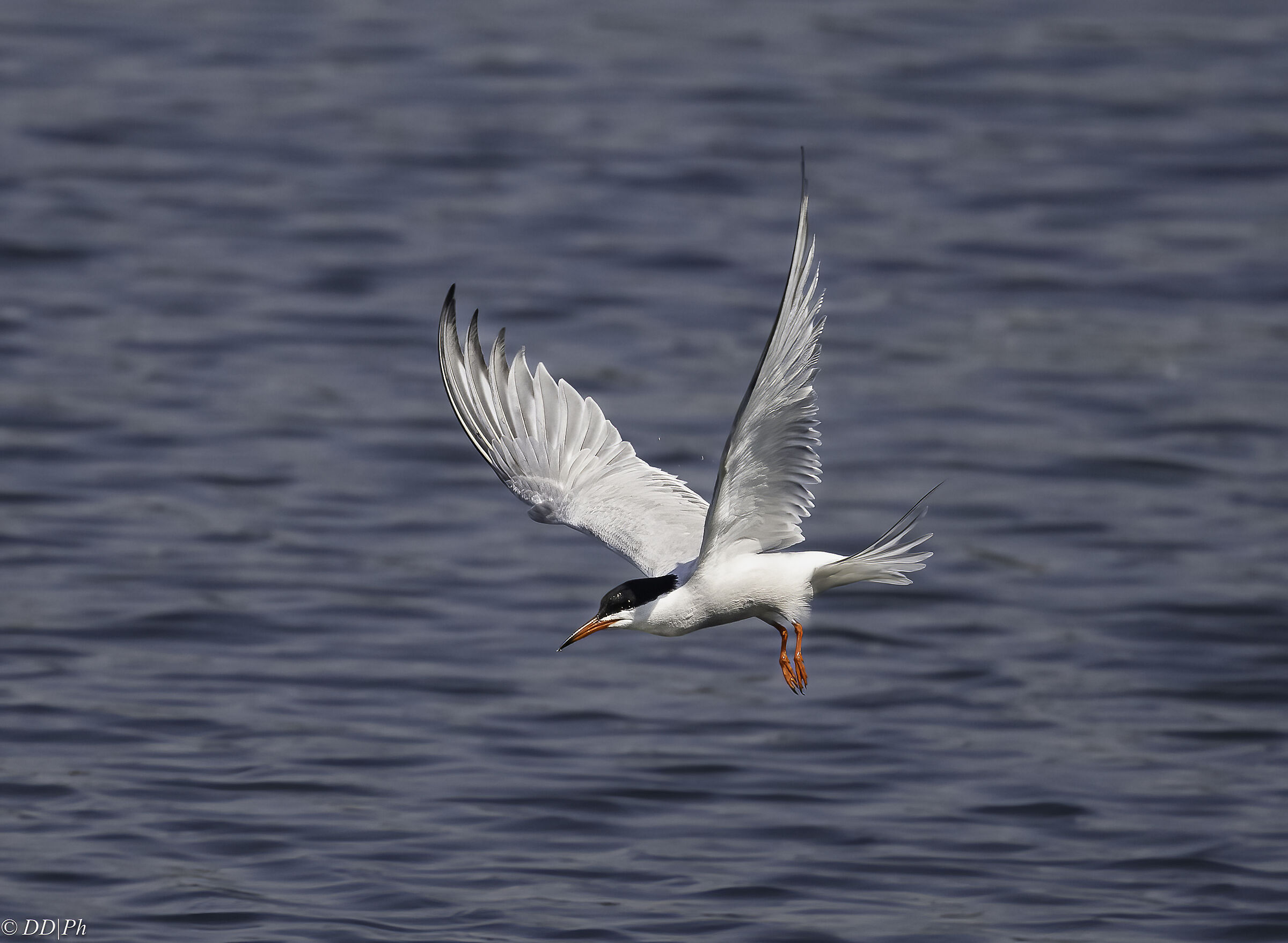 Tern