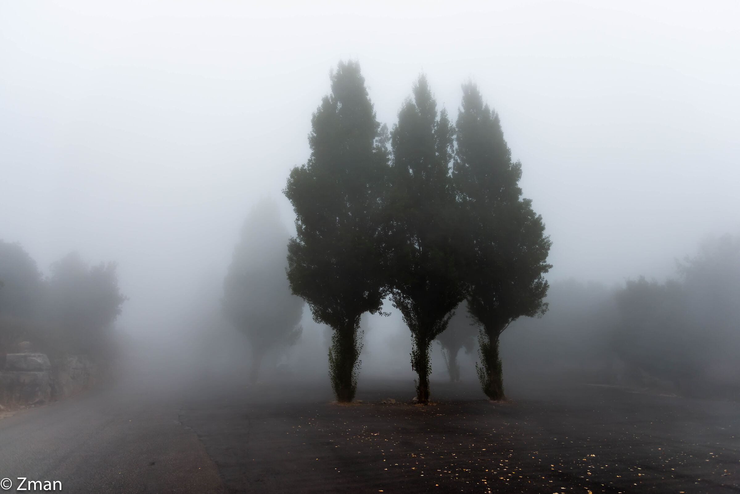 Alberi nella nebbia