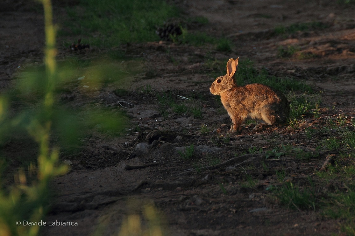 wild rabbit