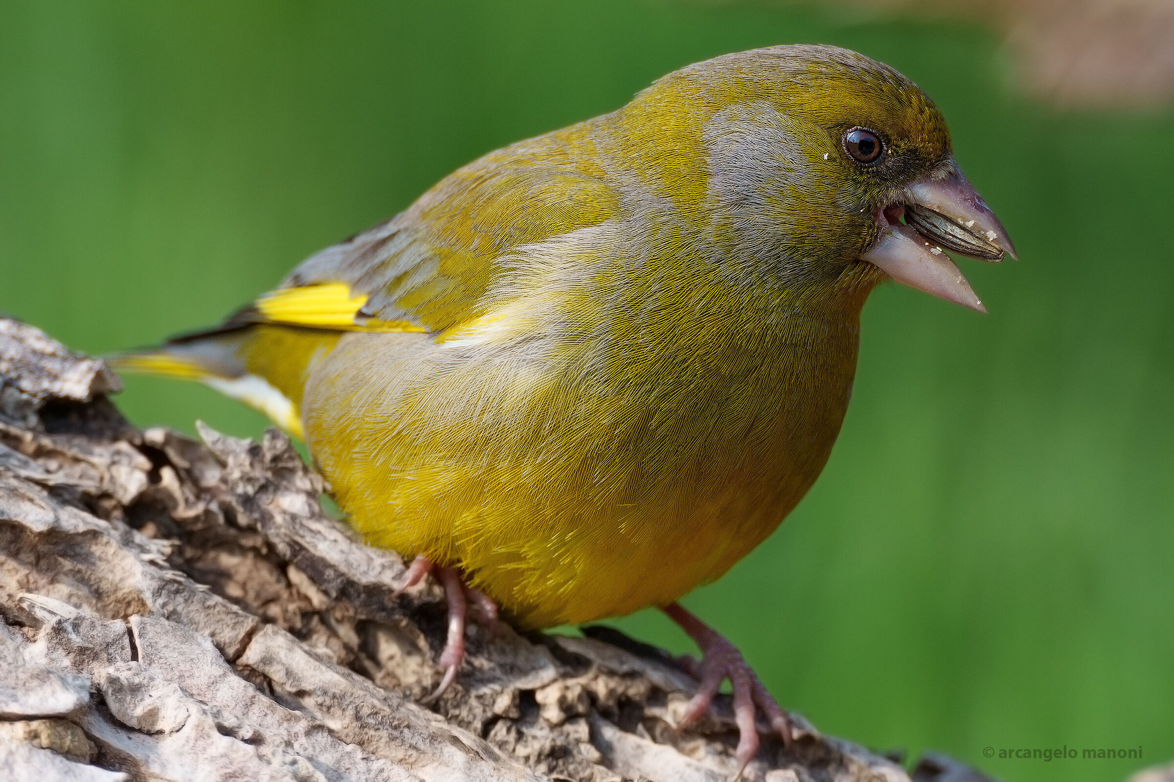 The lunch of the greenfinch