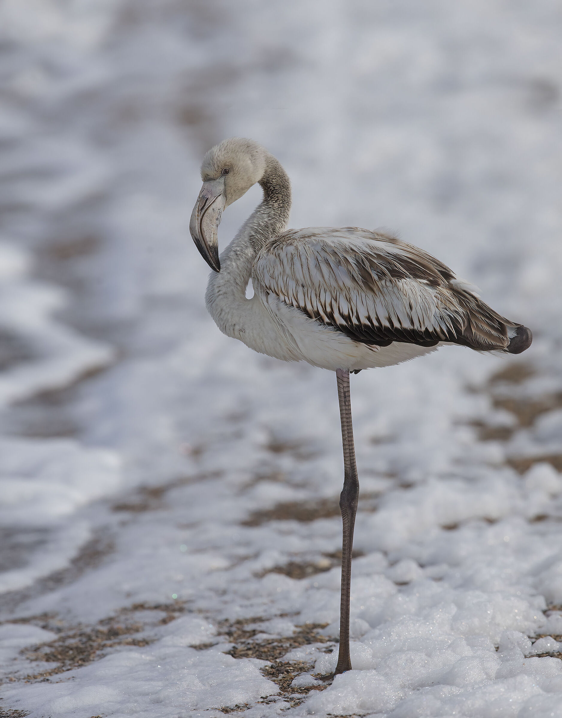 giovane nella schiuma