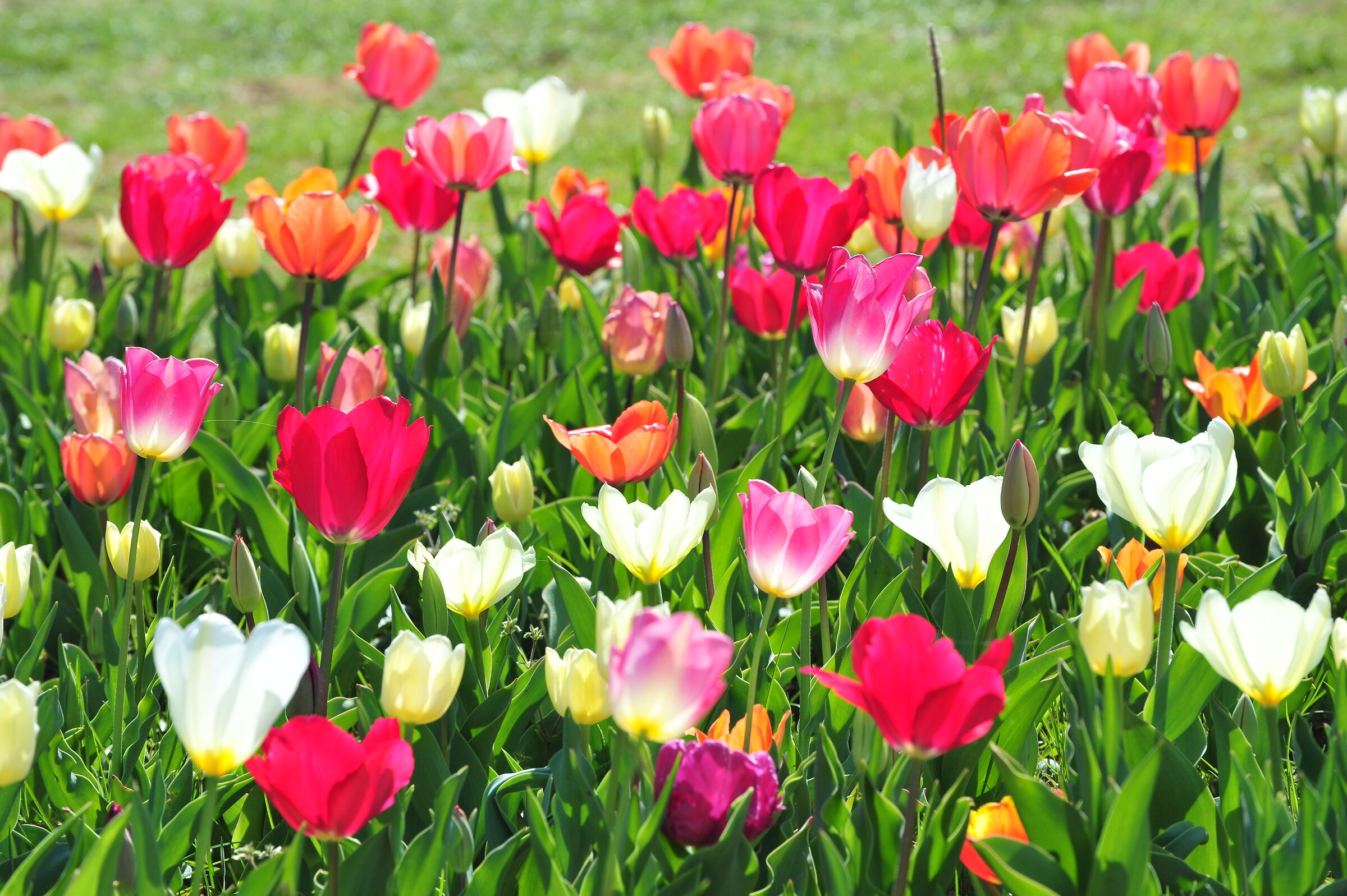 Tulips