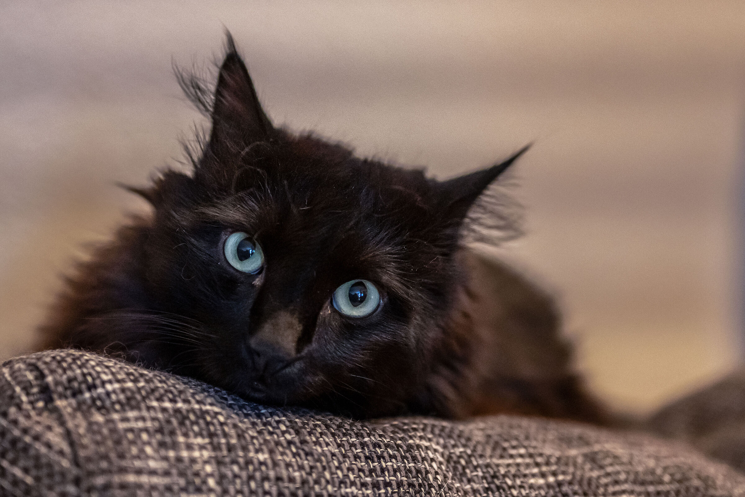 The magical gaze of "Fritzl"