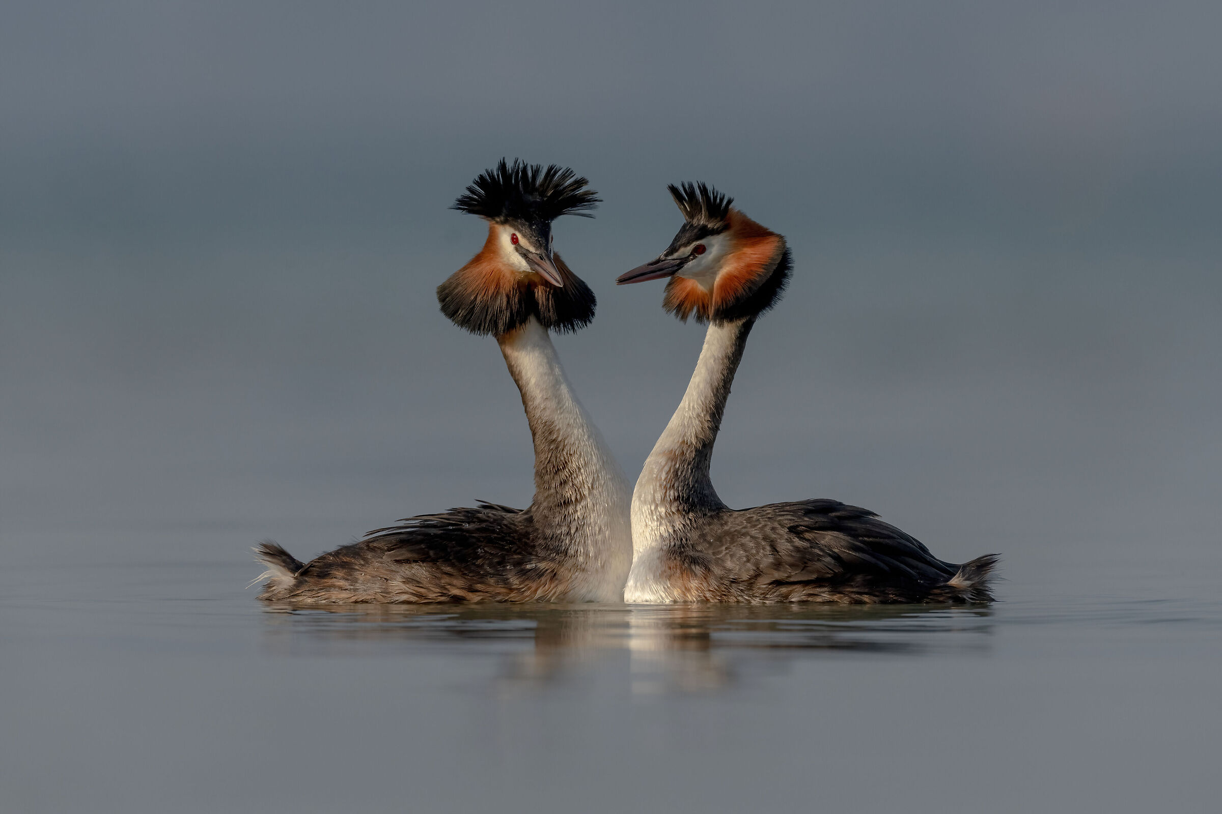 Courtship at sunset