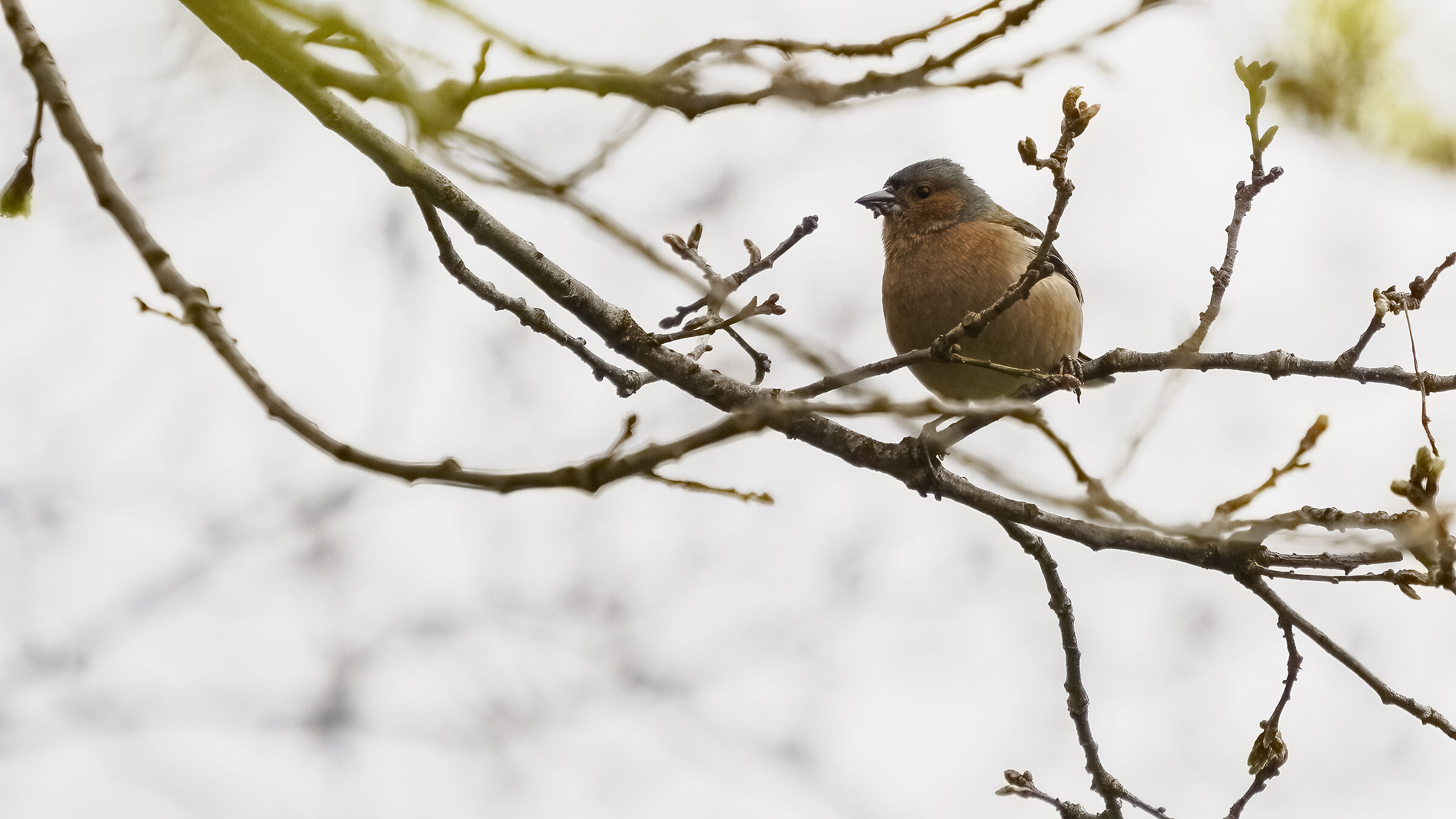 Chaffinch