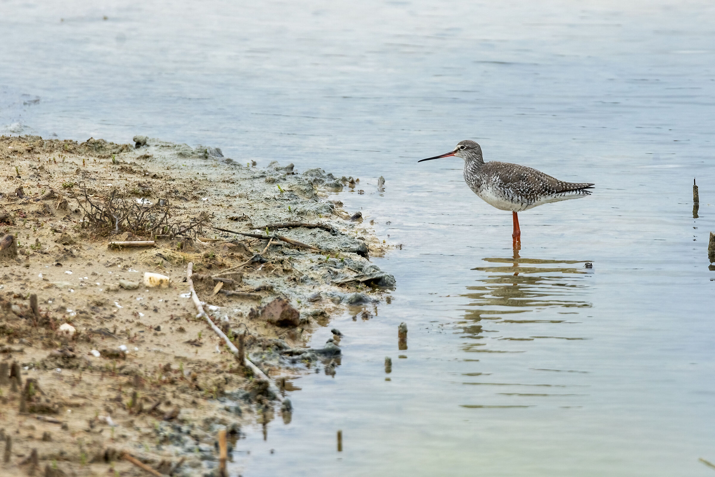 greenshank