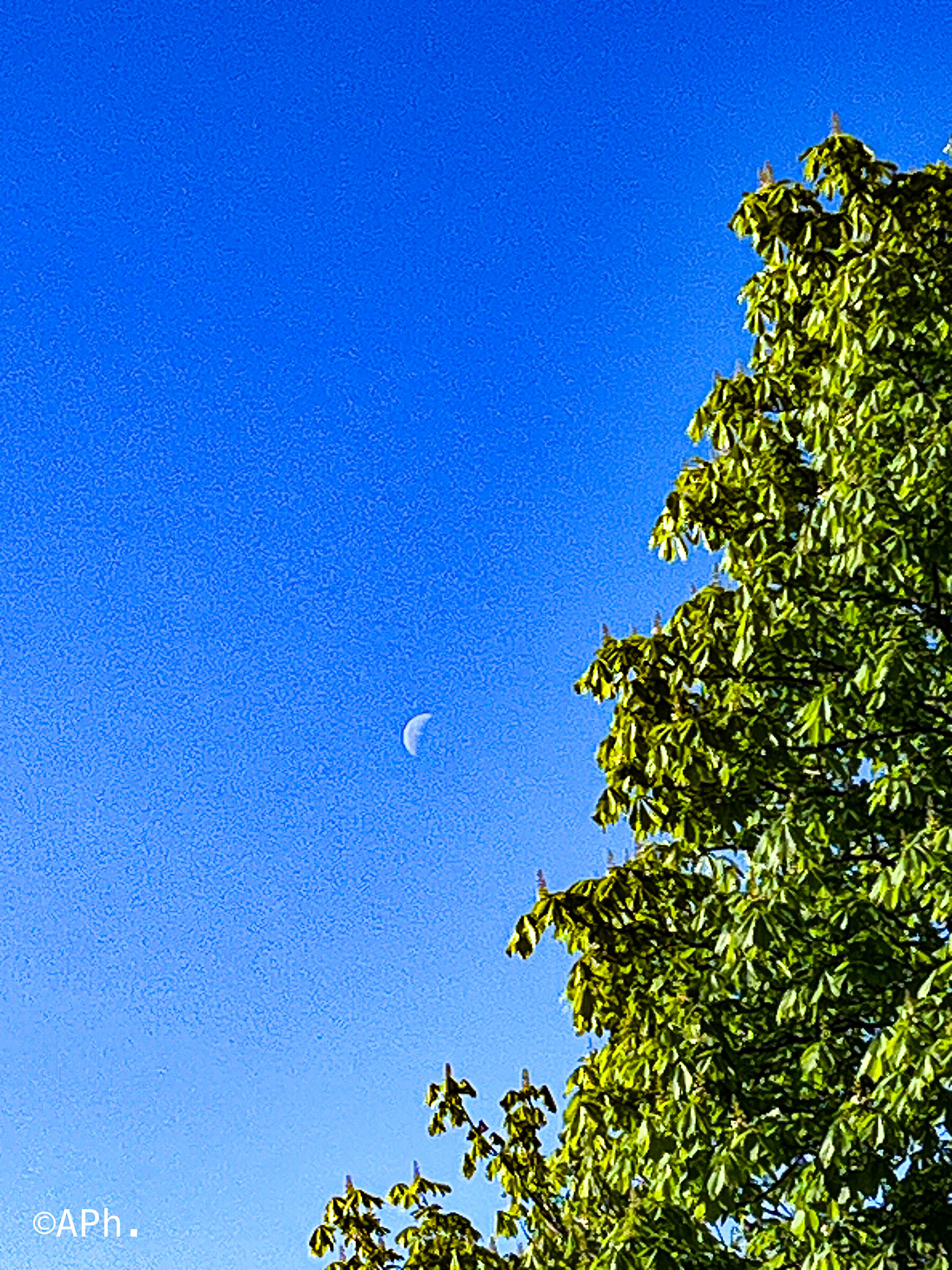 Luna cartolina primavera 2023