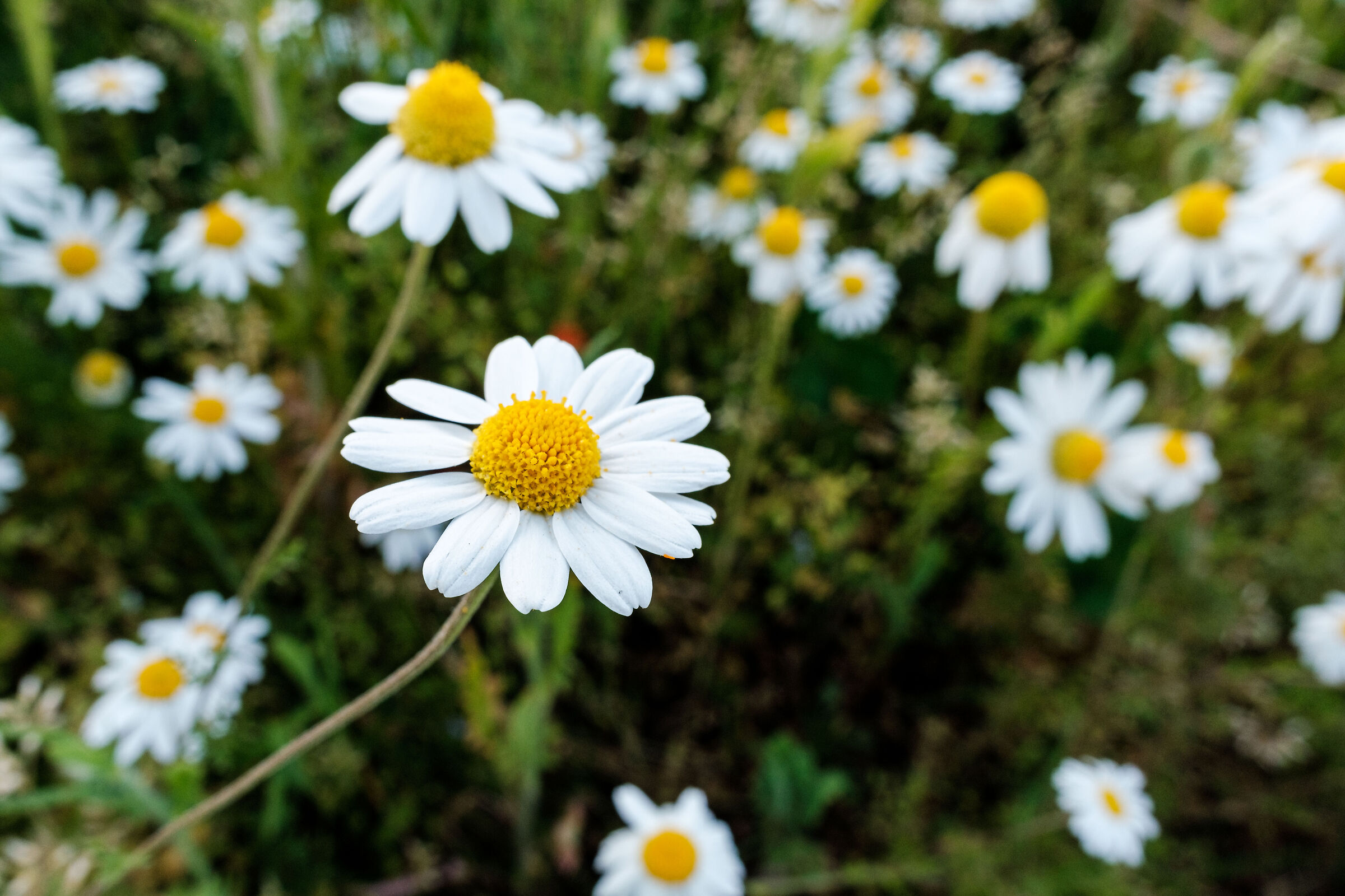 Daisies