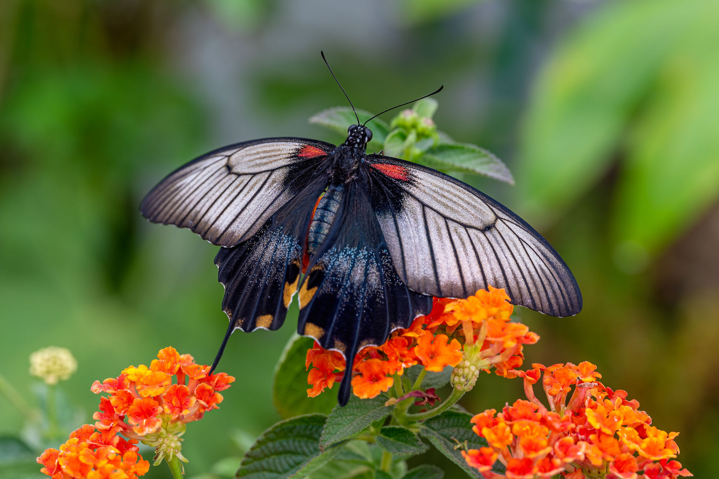 Papilio memnon