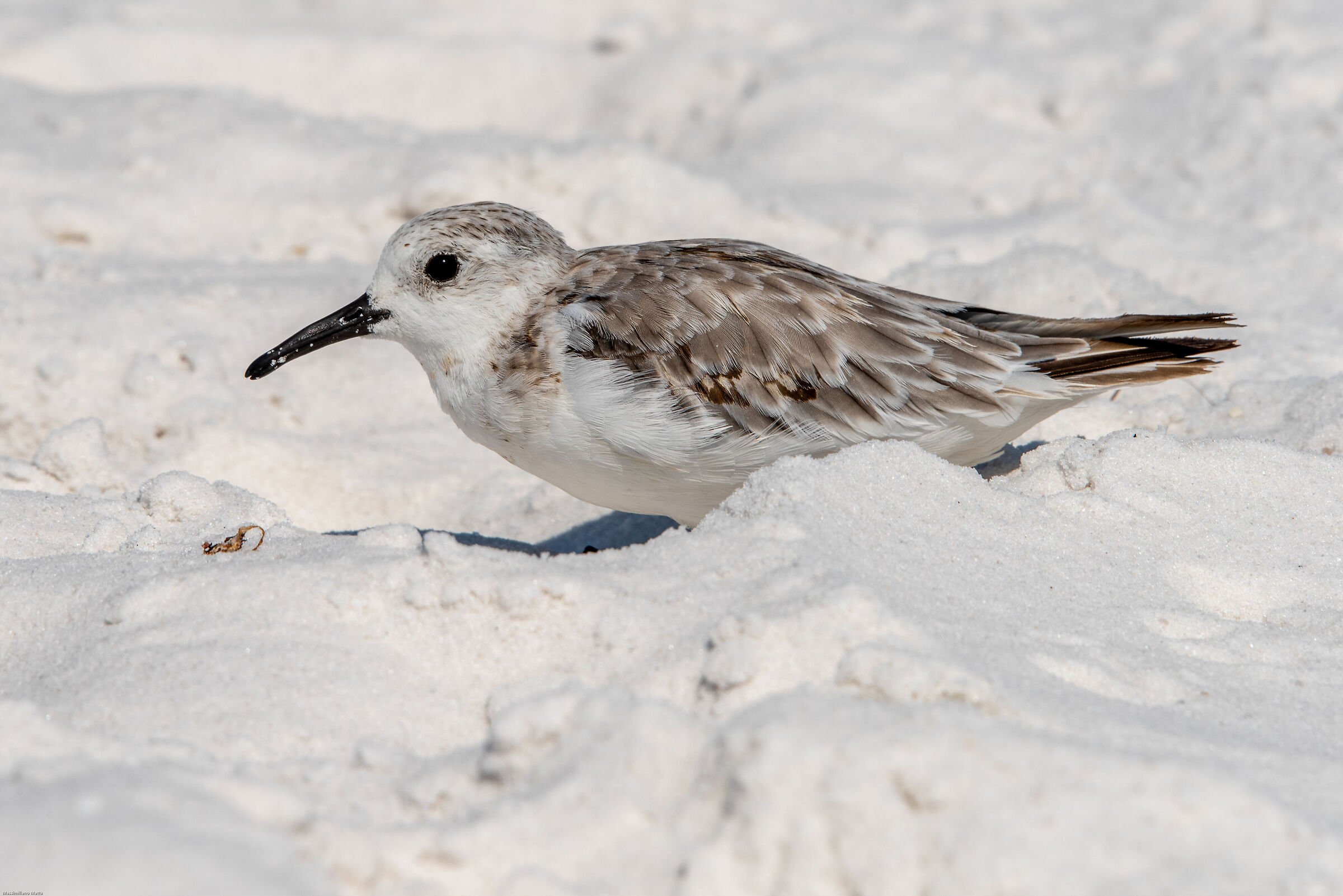 Three-toed sandpiper (Calidris alba)