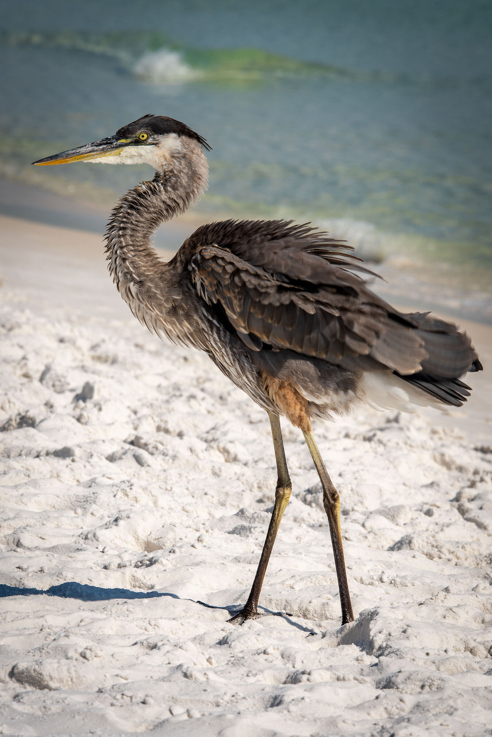 Heron "ruffled"...