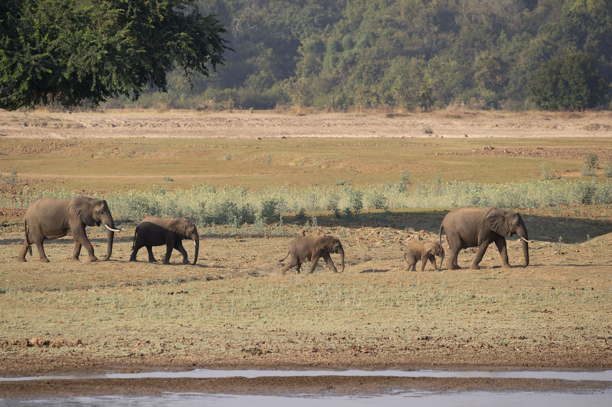 Family walking