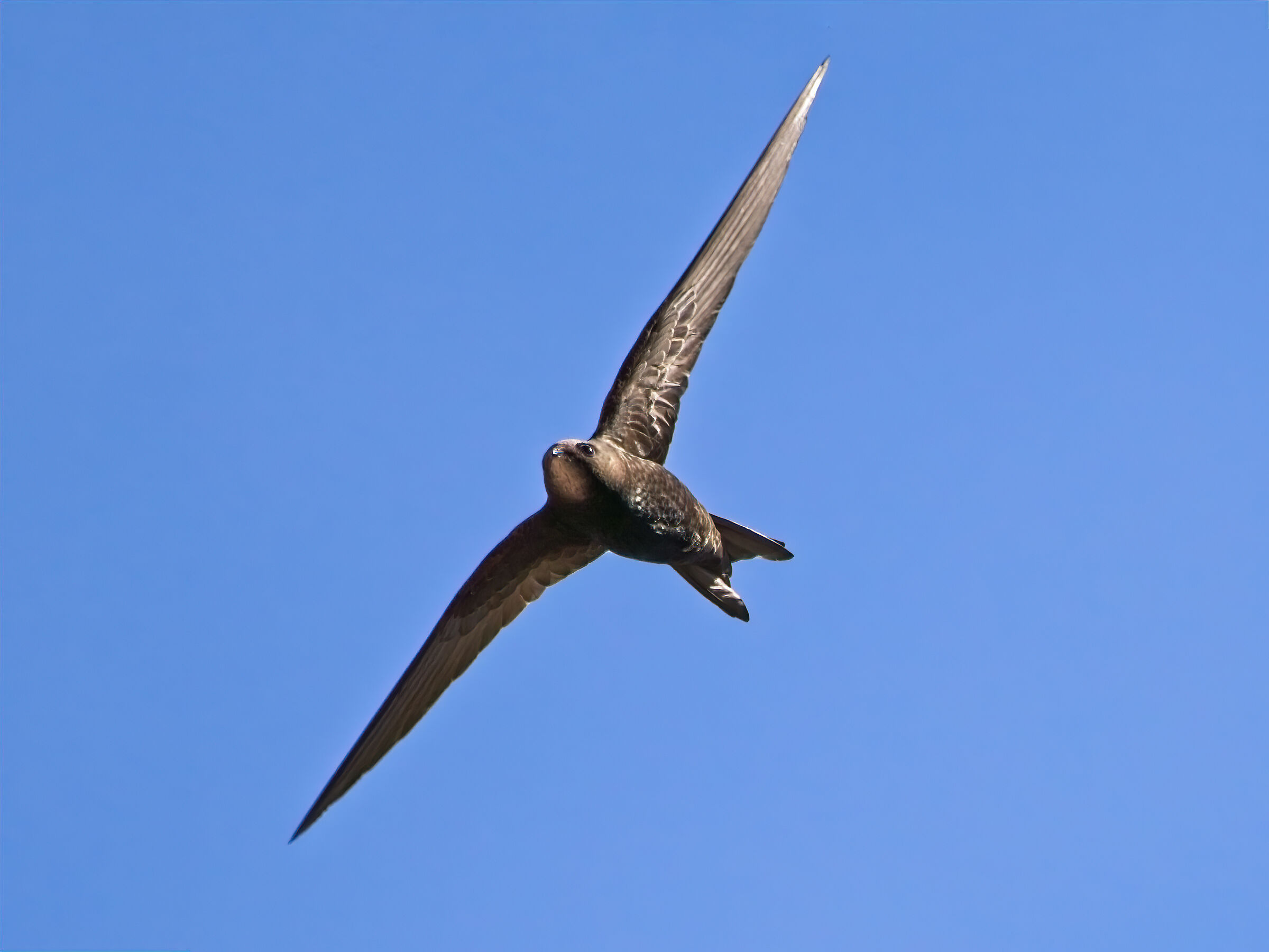 Welcome back swifts