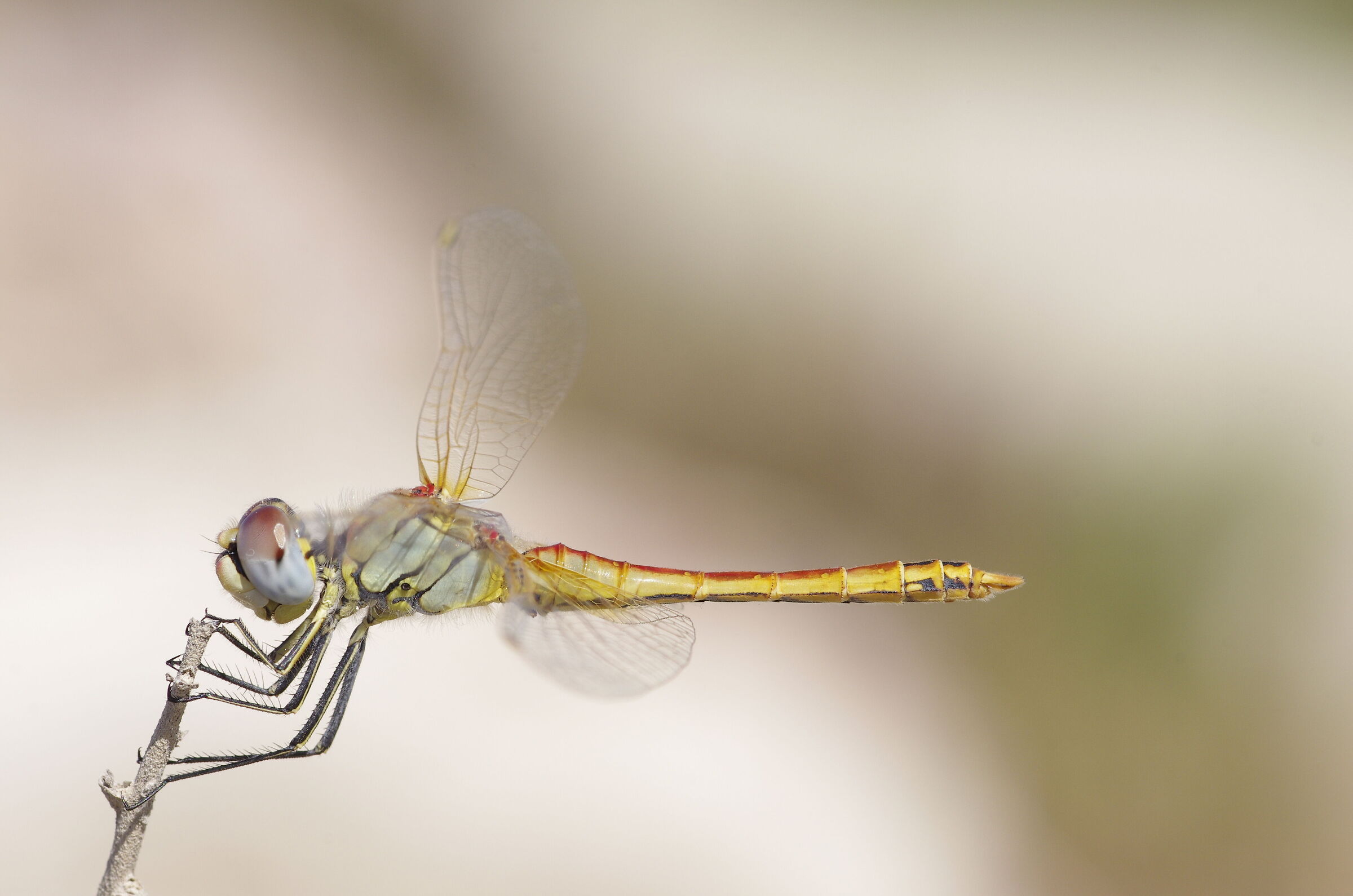 Cardinale venerosse, giovane maschio