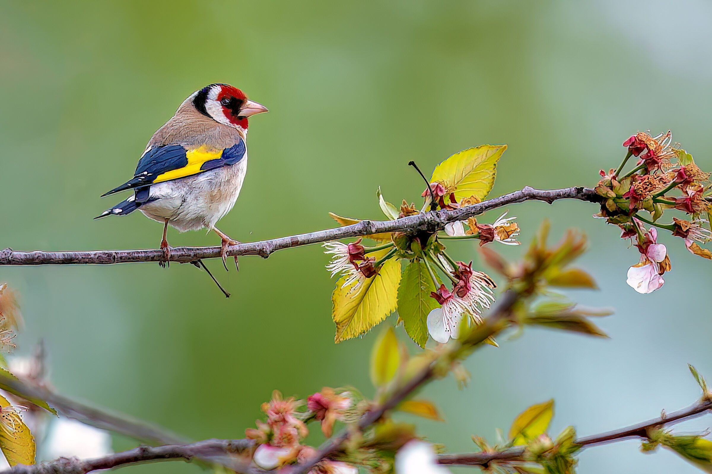Goldfinch