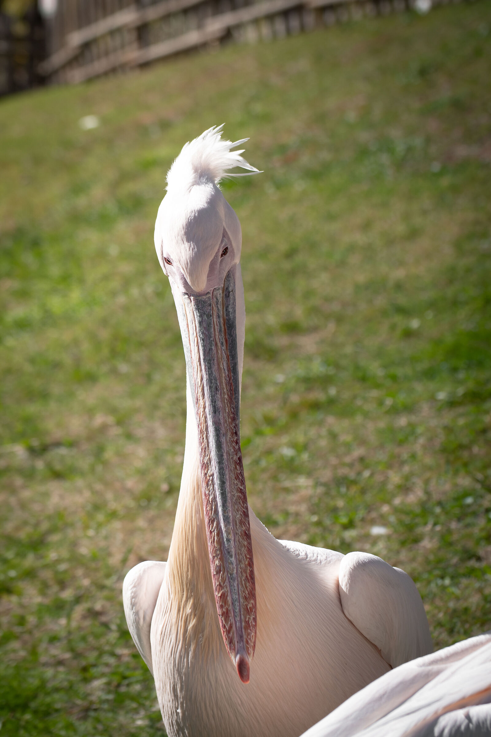 Sguardo pellicanesco