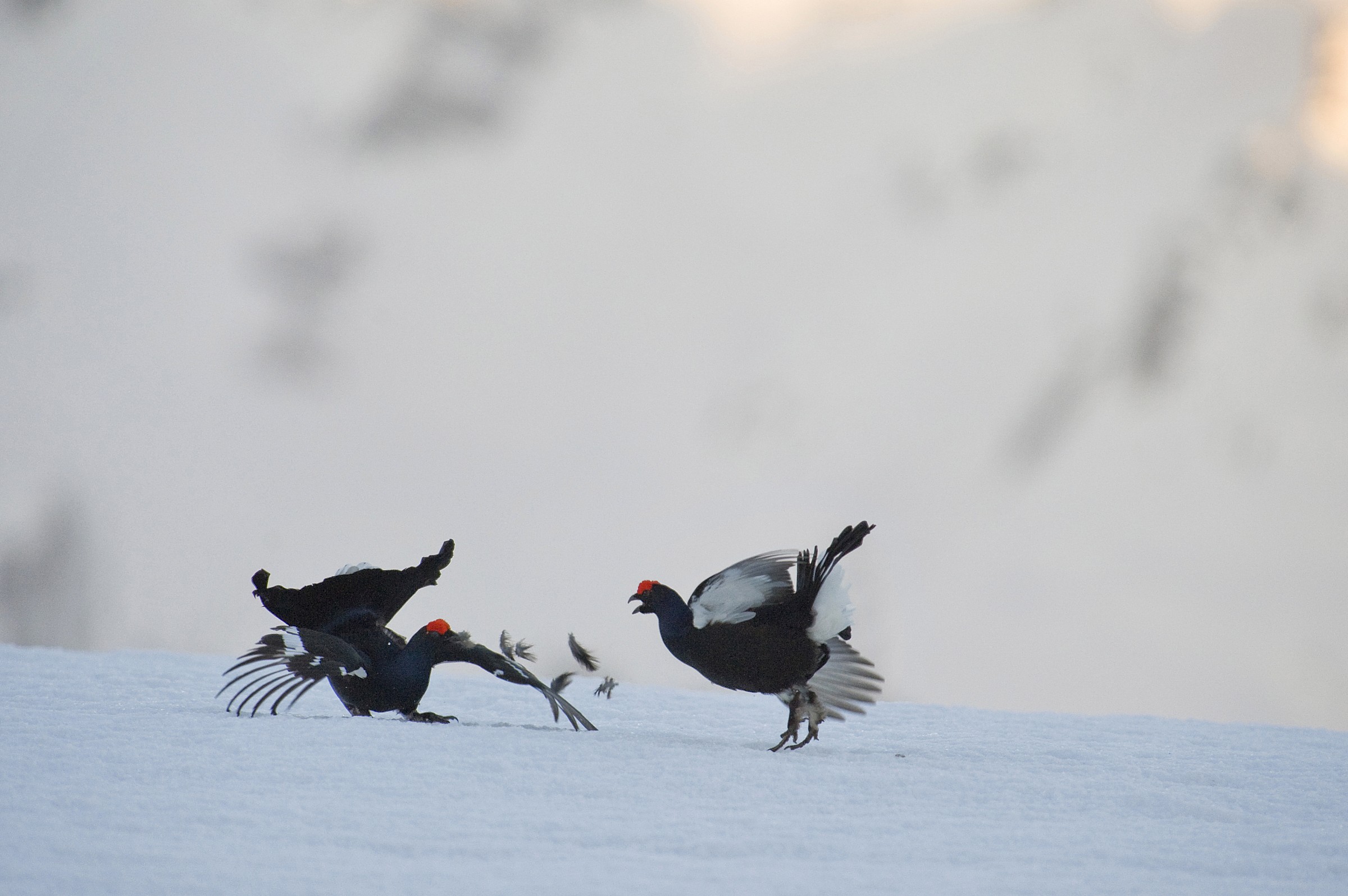 Combattimento all'ultima piuma