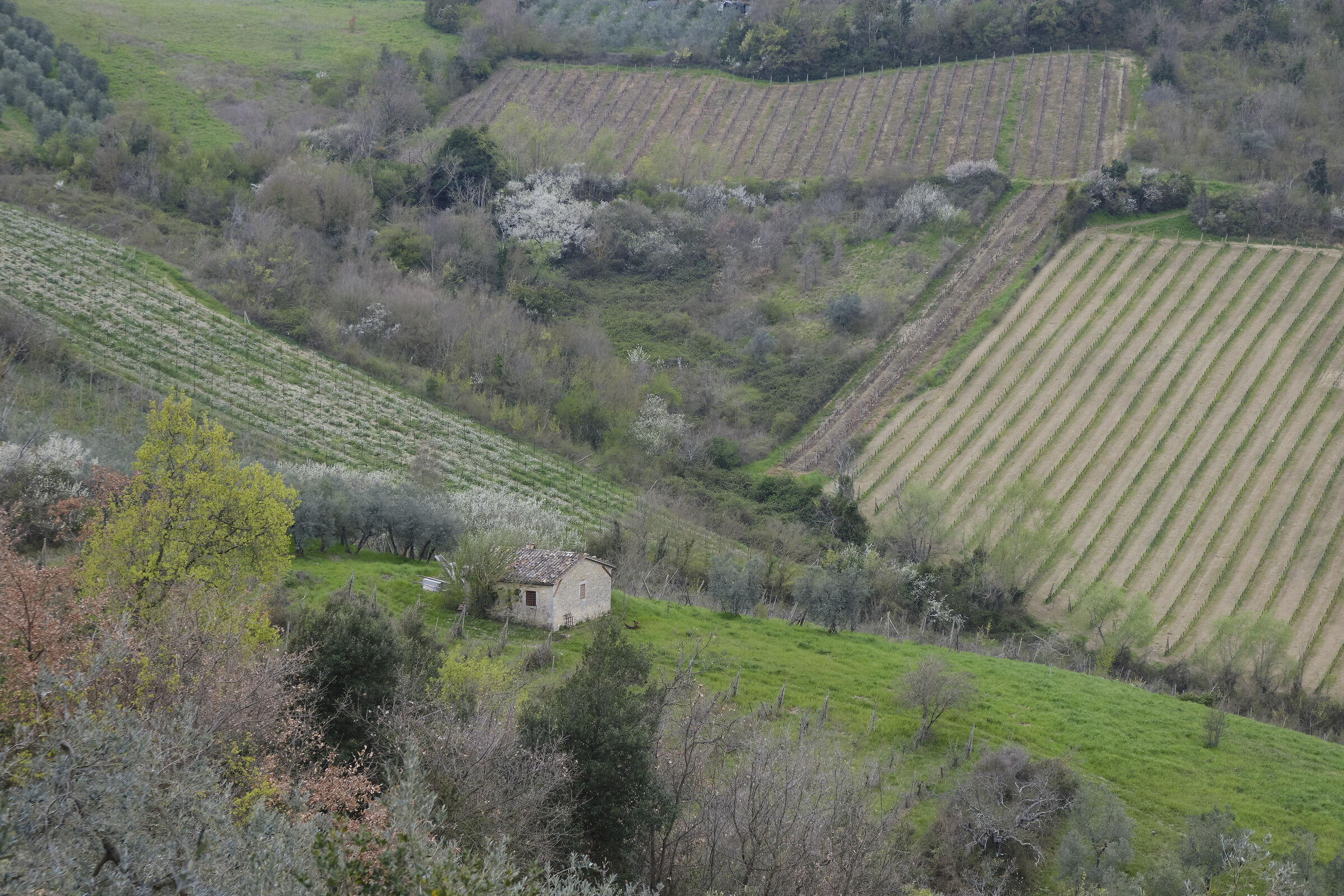 Civitella del lago, campi