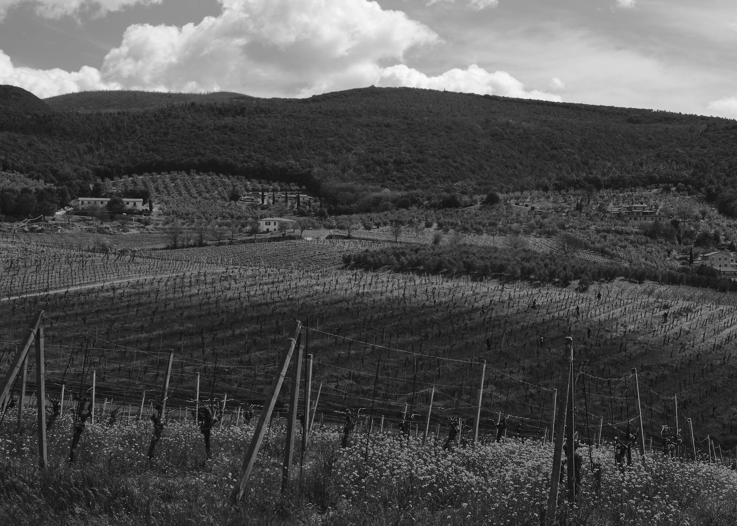lungo la strada per Baschi