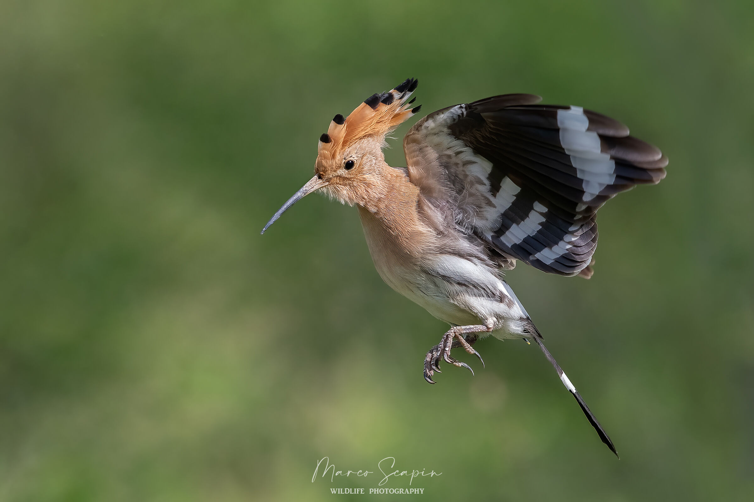 Hoopoe