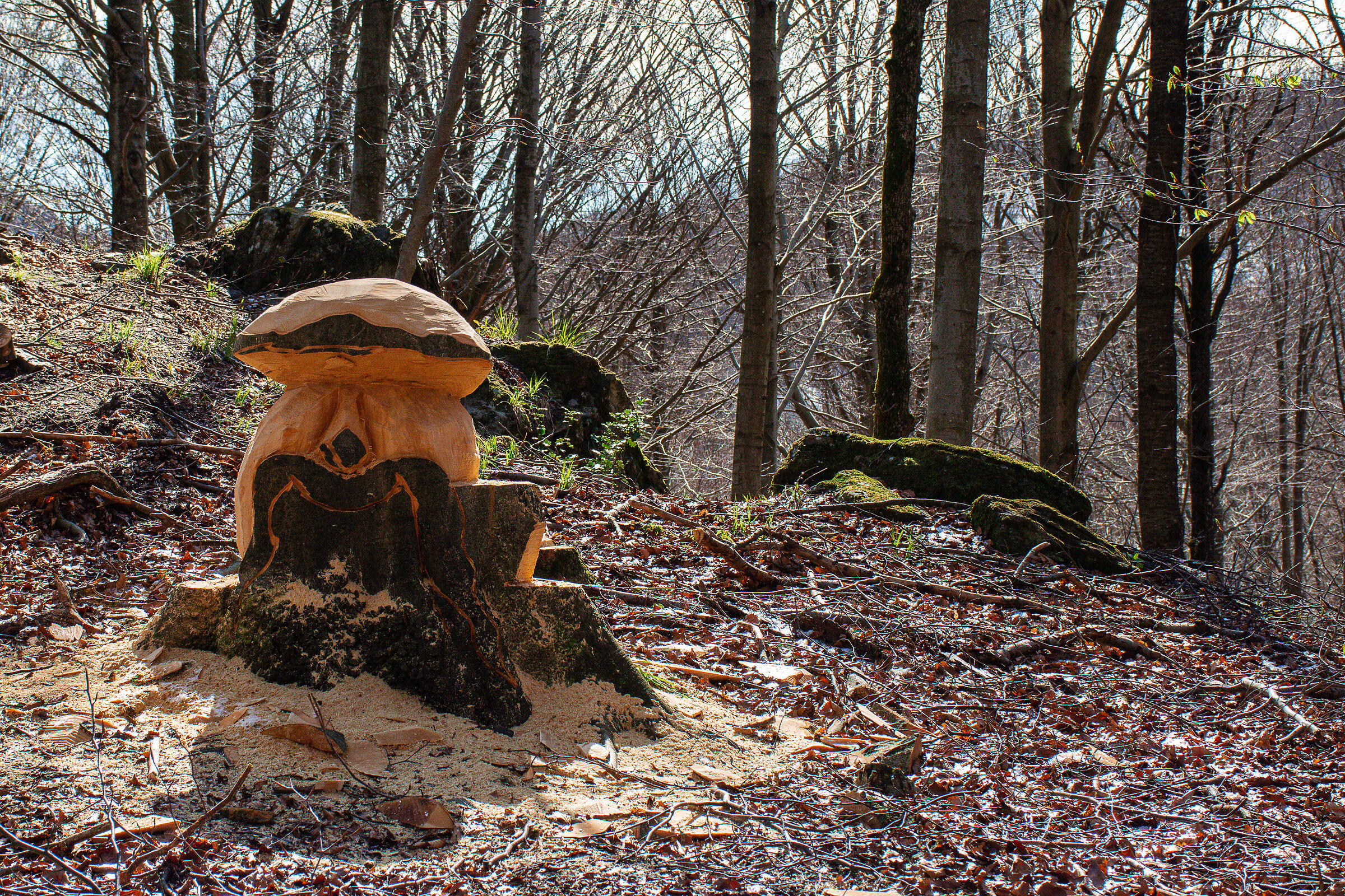 The wood cutter "Estroso"