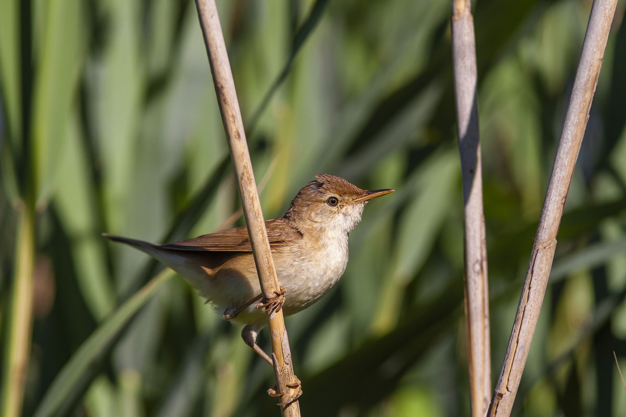 Reed warbler