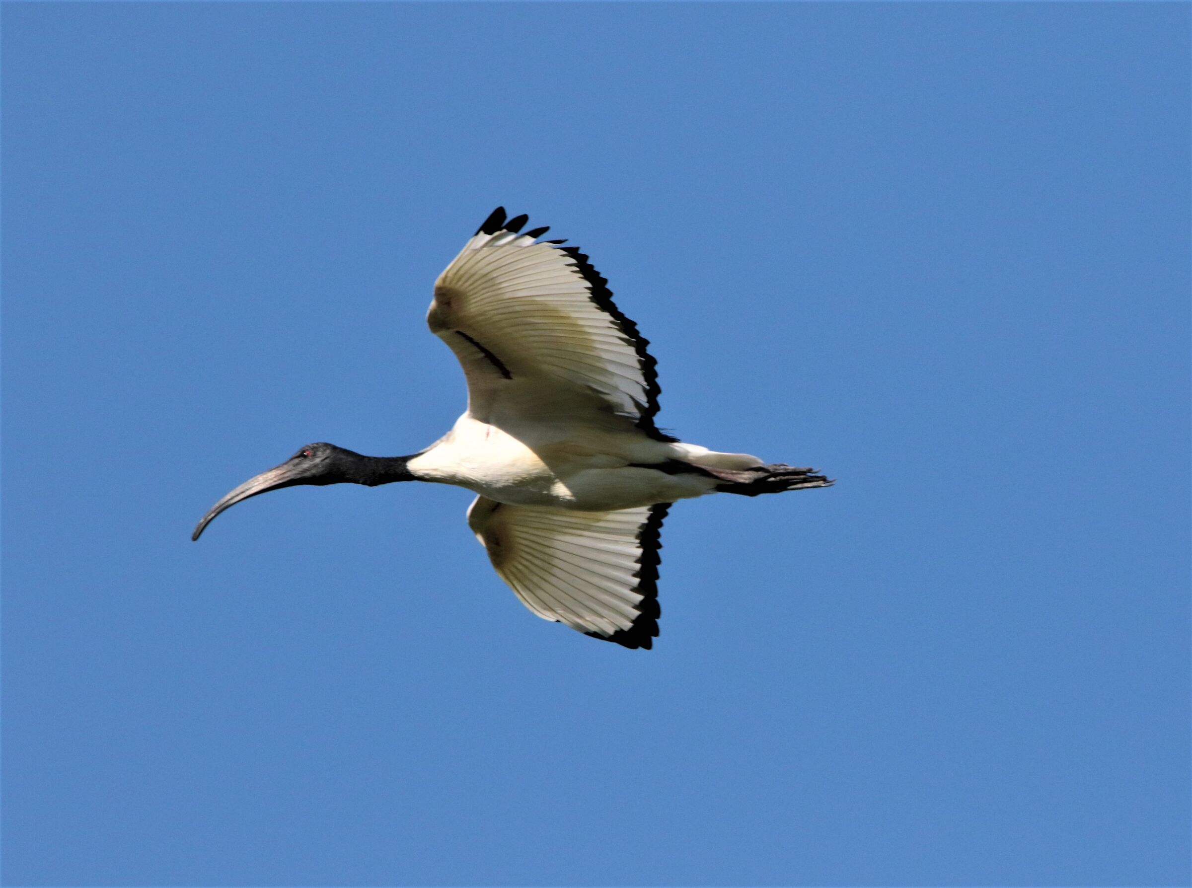 ibis
