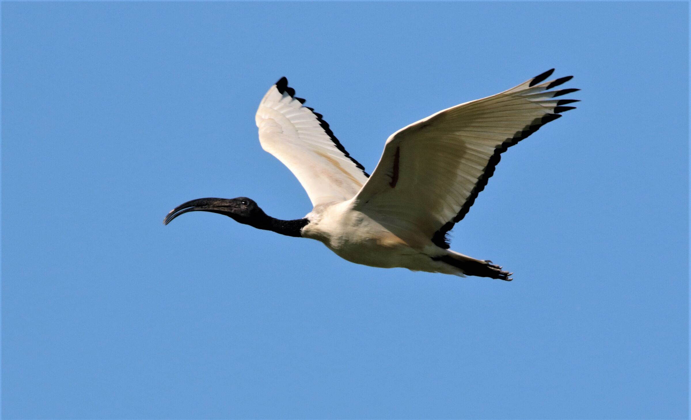 ibis