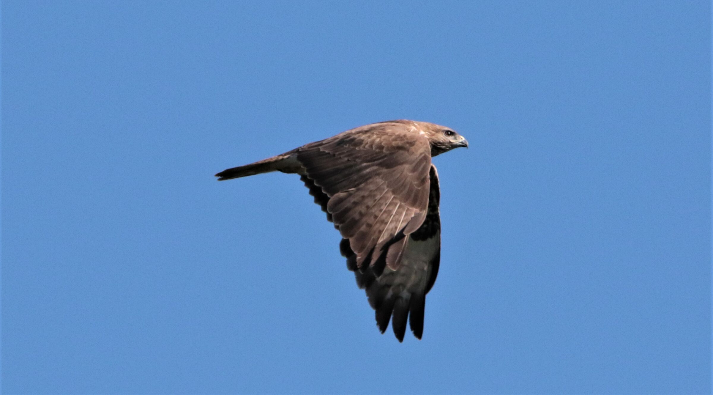 buzzard
