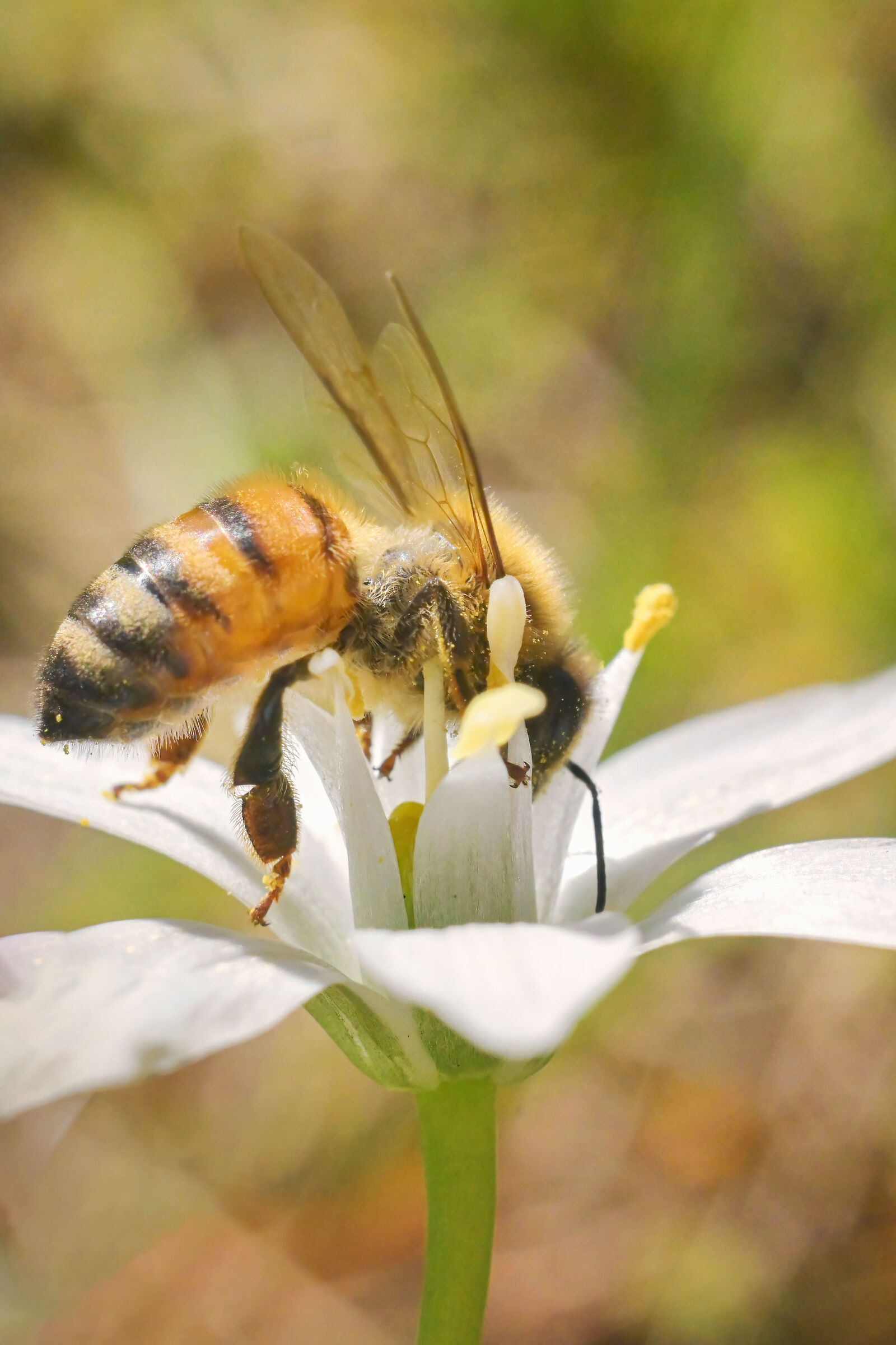 Prova macro con obiettivo vintage