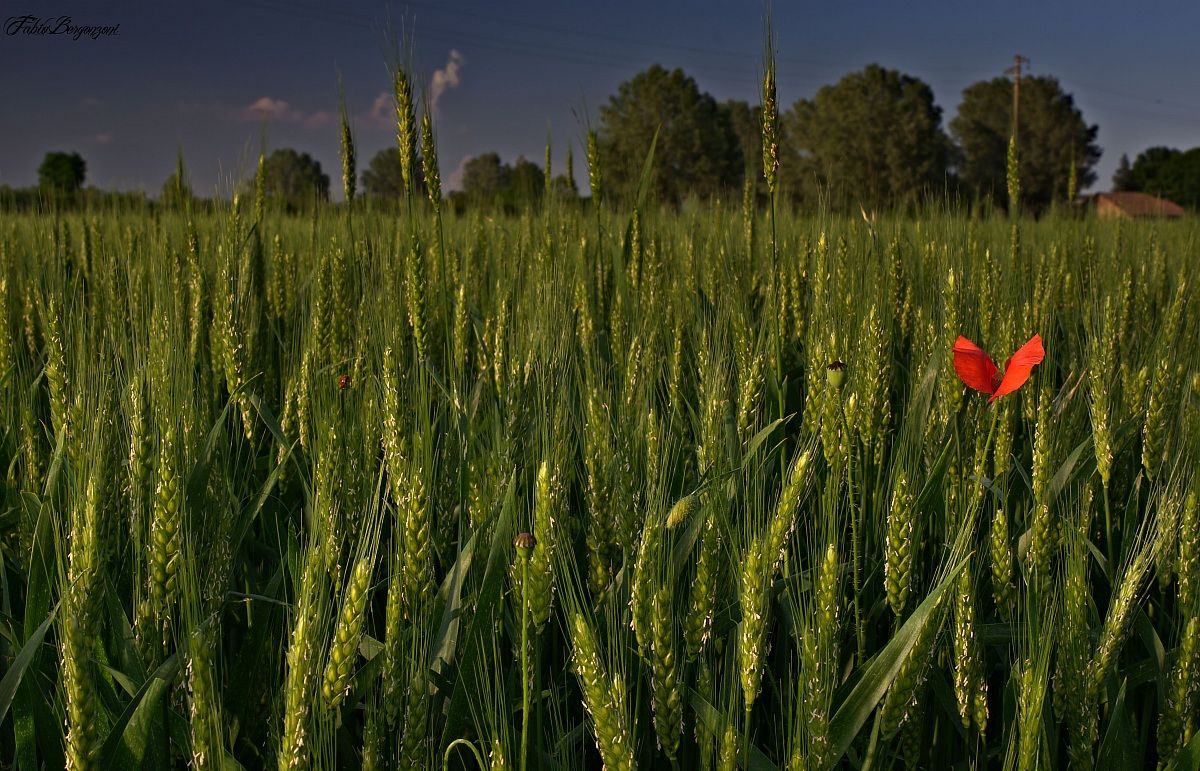 come ali di farfalla