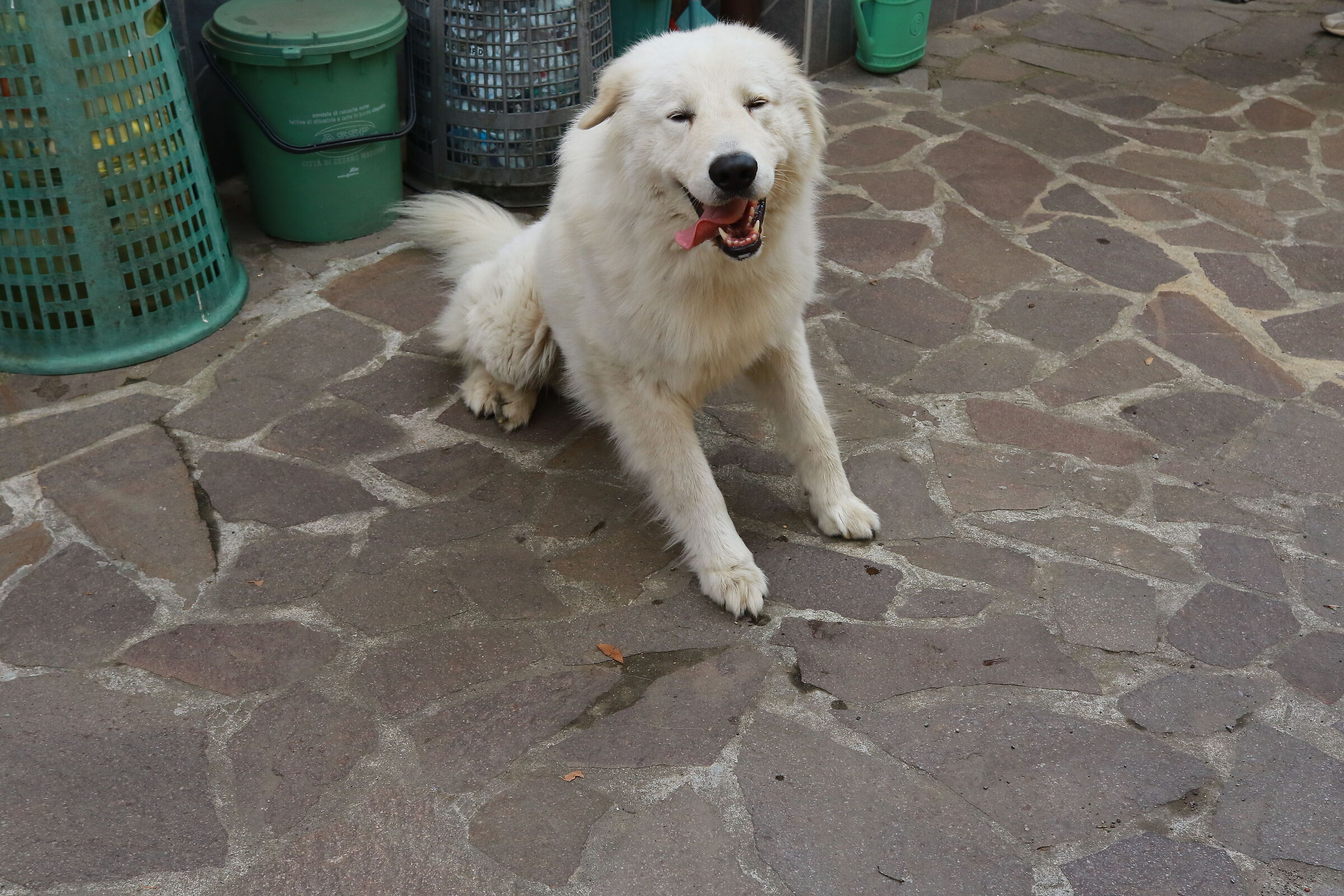 Abruzzo Maremma Shepherd Iron Man 9/04/2023