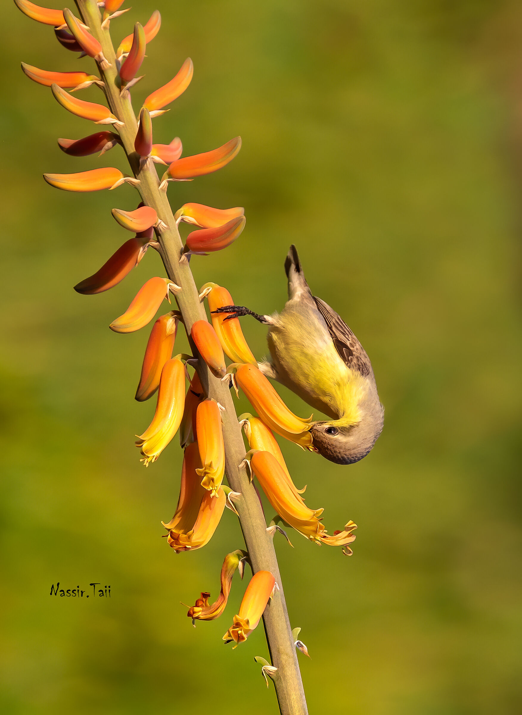 Viola Sunbird