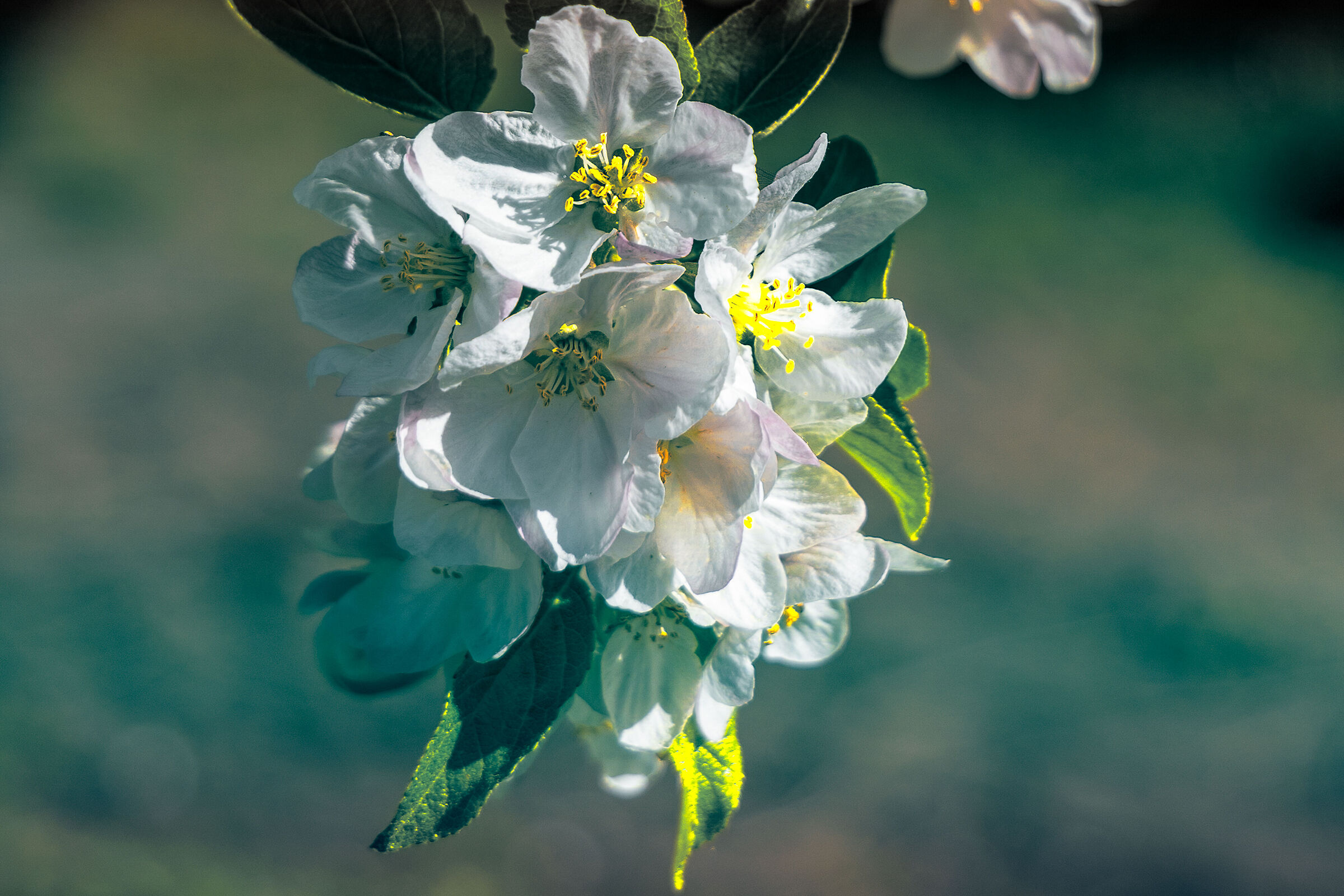 Melo in fiore