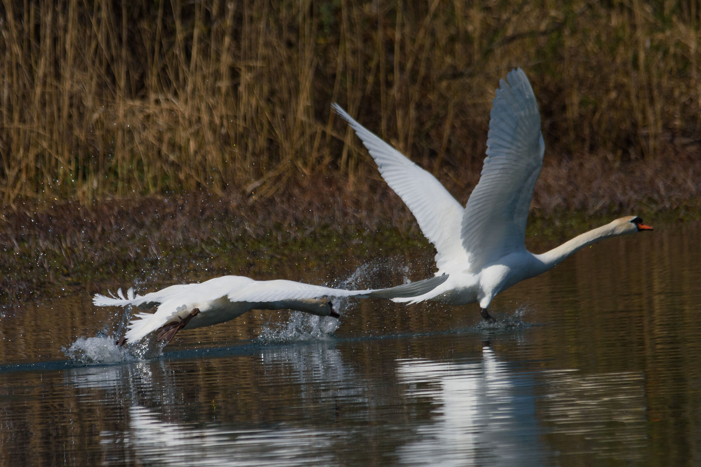 Se mi prendi ti sposo