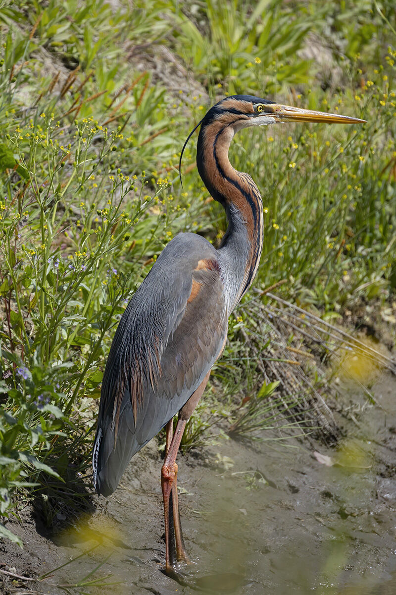 la sentinella della risaia, airone rosso