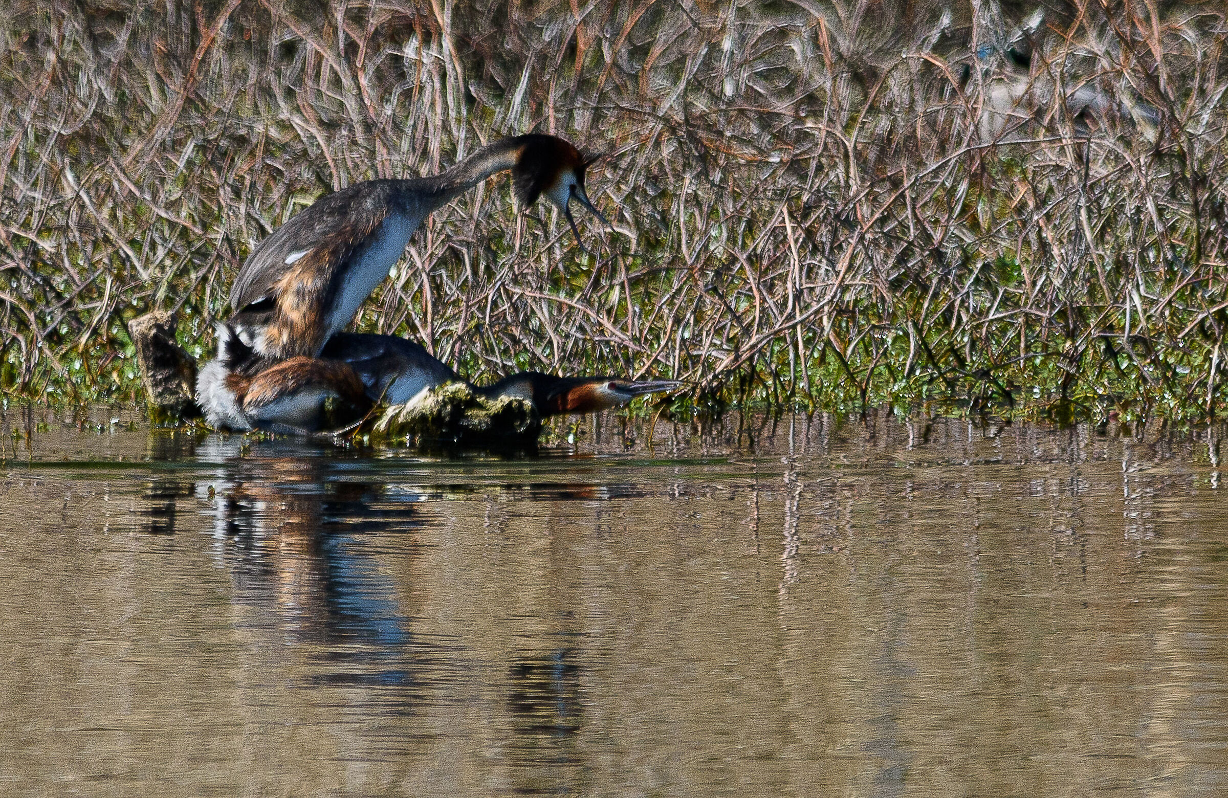 e' primavera anche per gli svassi